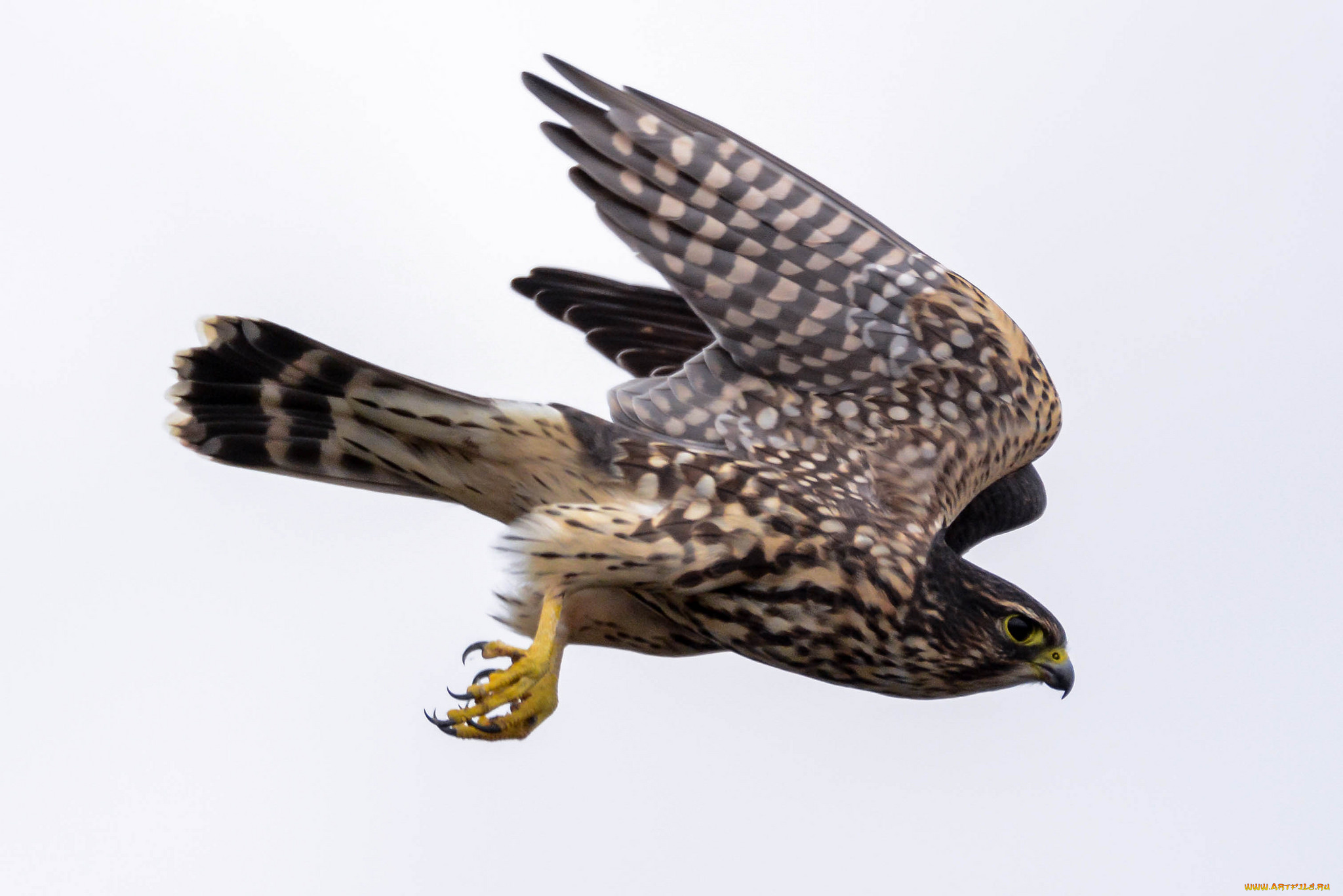 животные, птицы, -, хищники, птичка