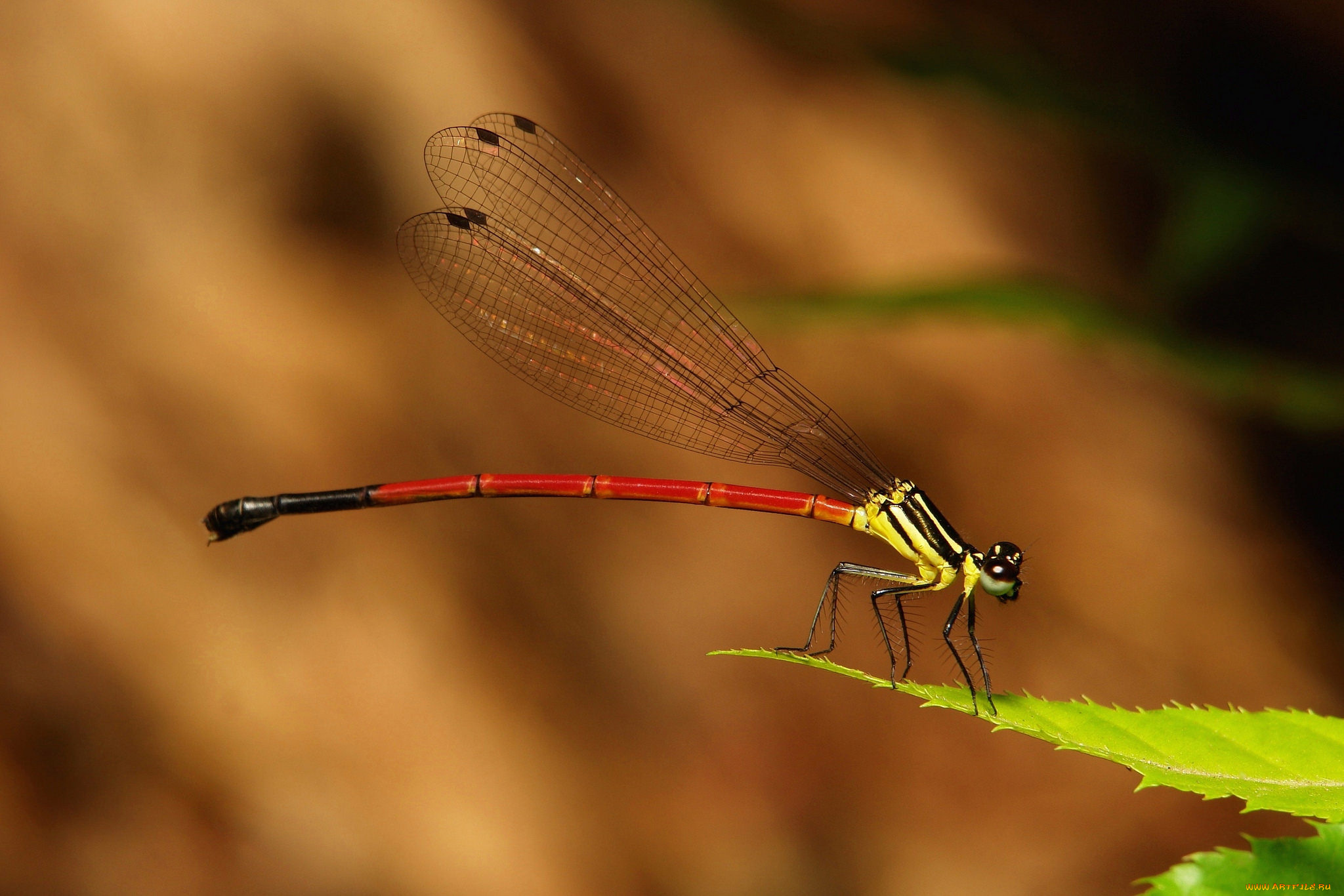животные, стрекозы, стрекоза