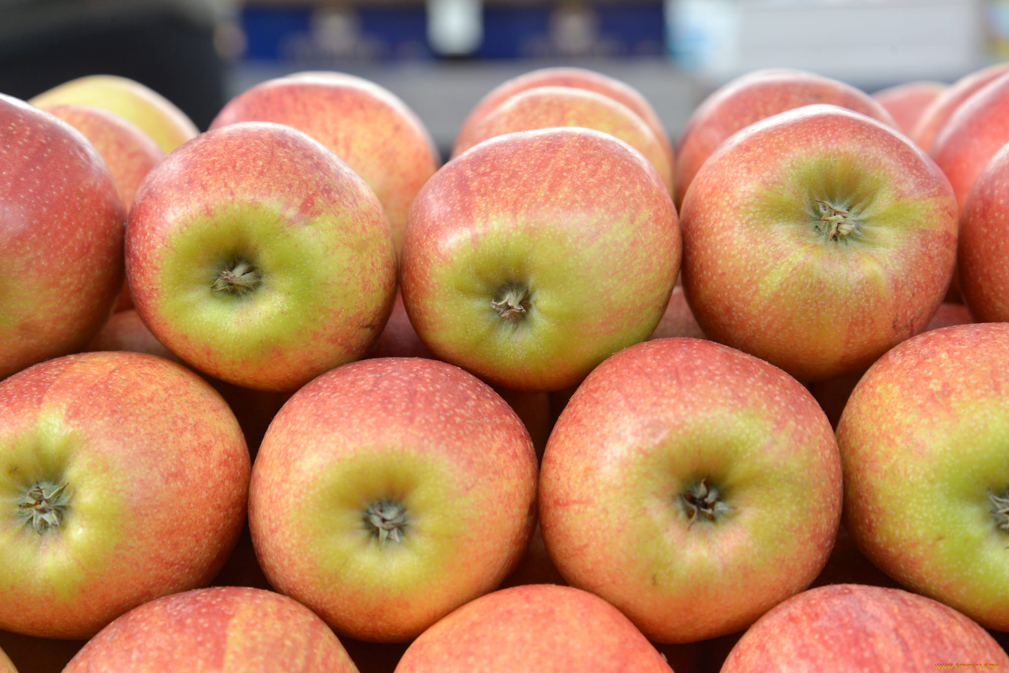 еда, Яблоки, яблочки