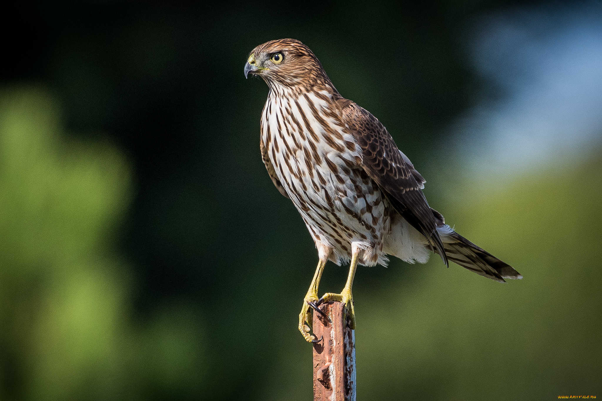 животные, птицы, -, хищники, птичка