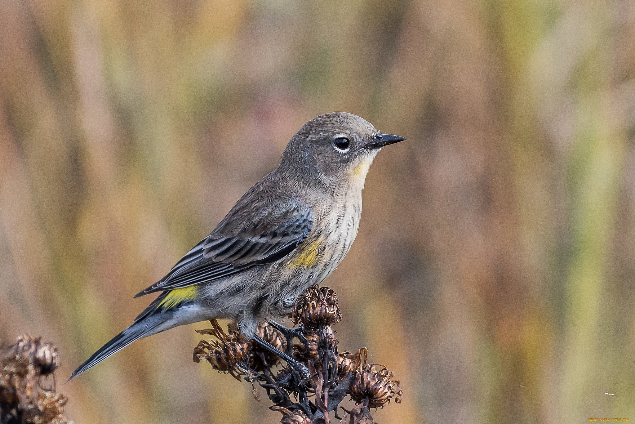 животные, птицы, птичка