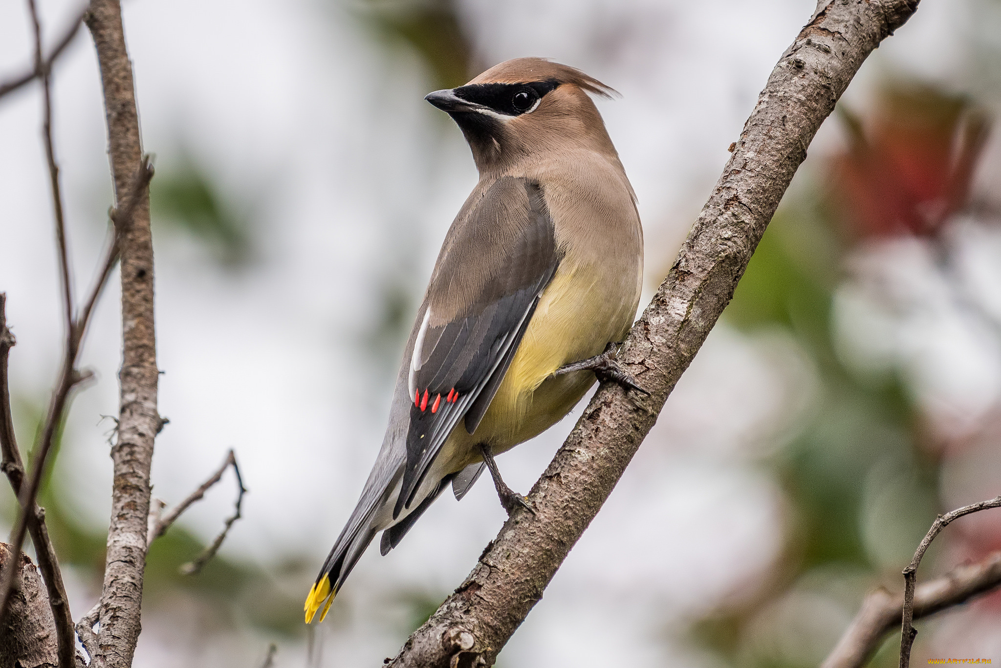 животные, птицы, птичка