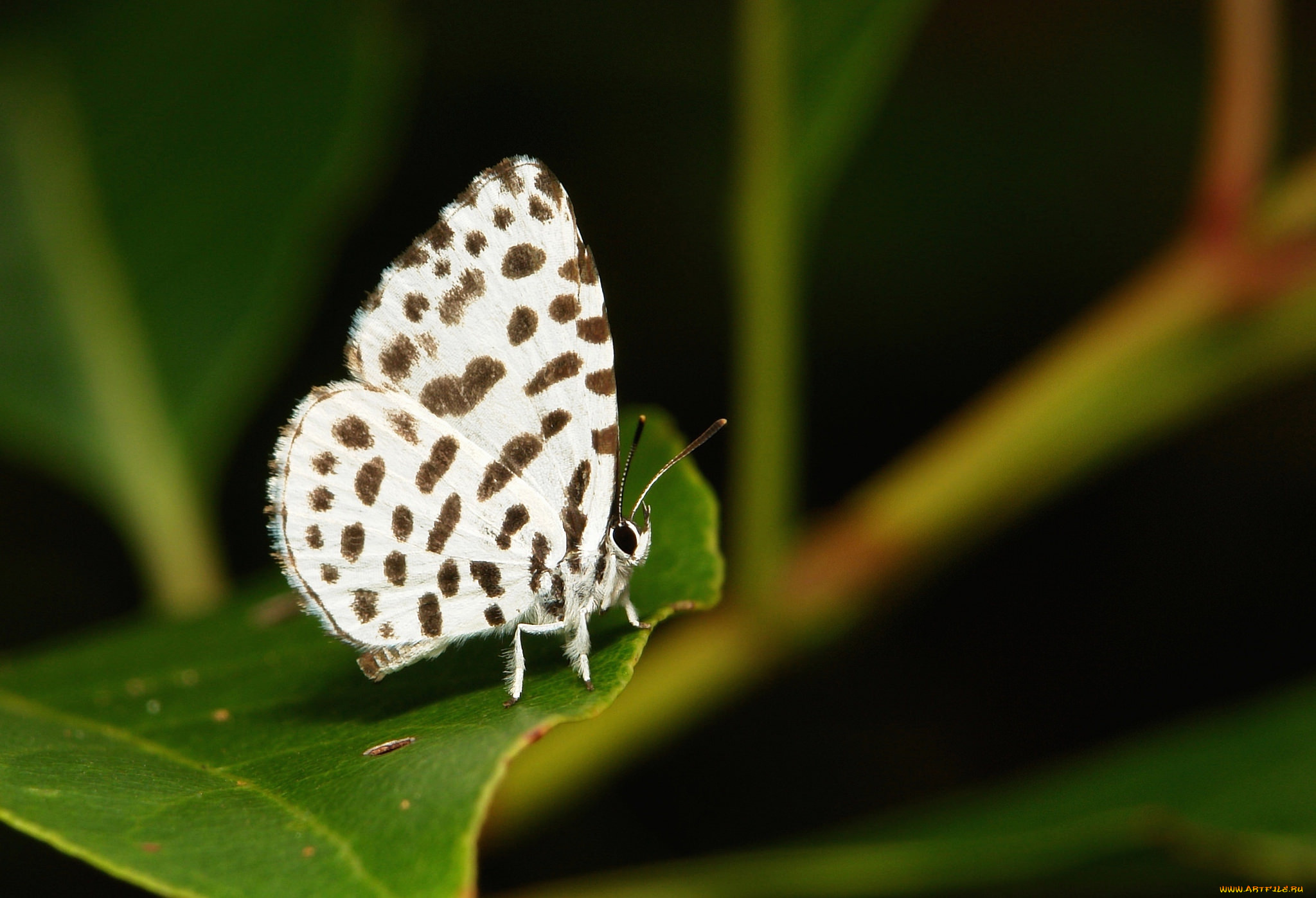животные, бабочки, , мотыльки, , моли, бабочка