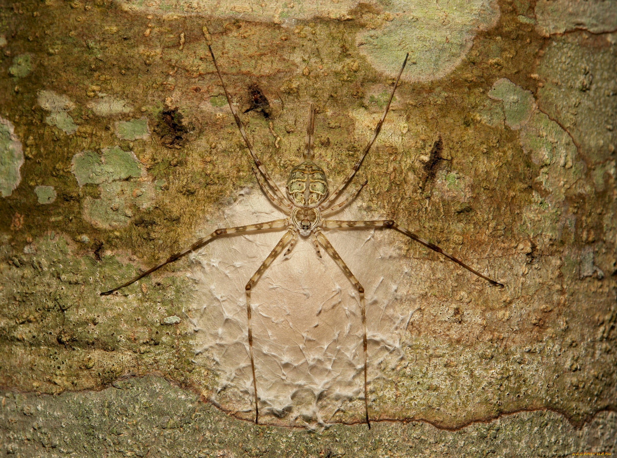 животные, пауки, паук