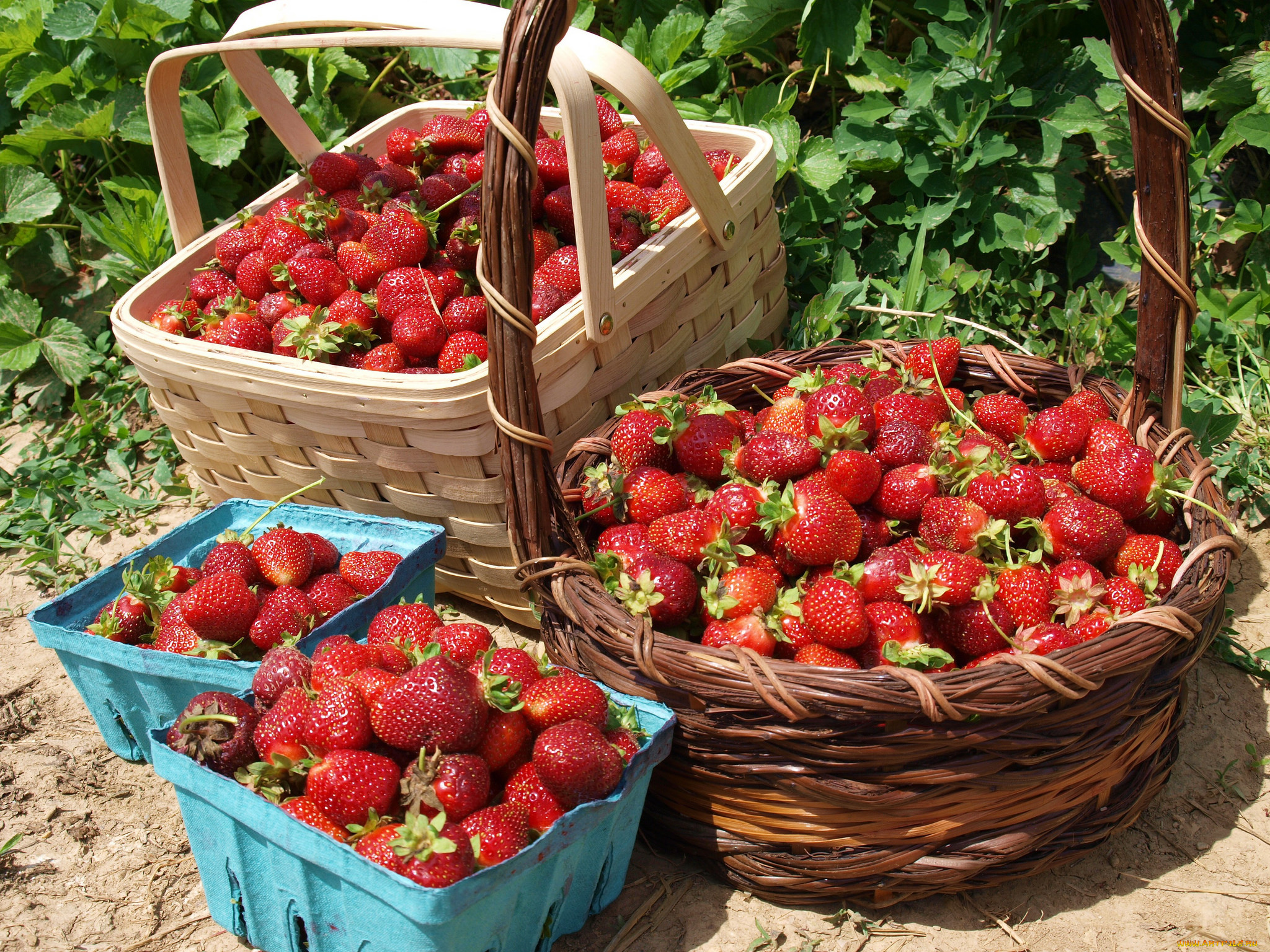 еда, клубника, , земляника, ягоды