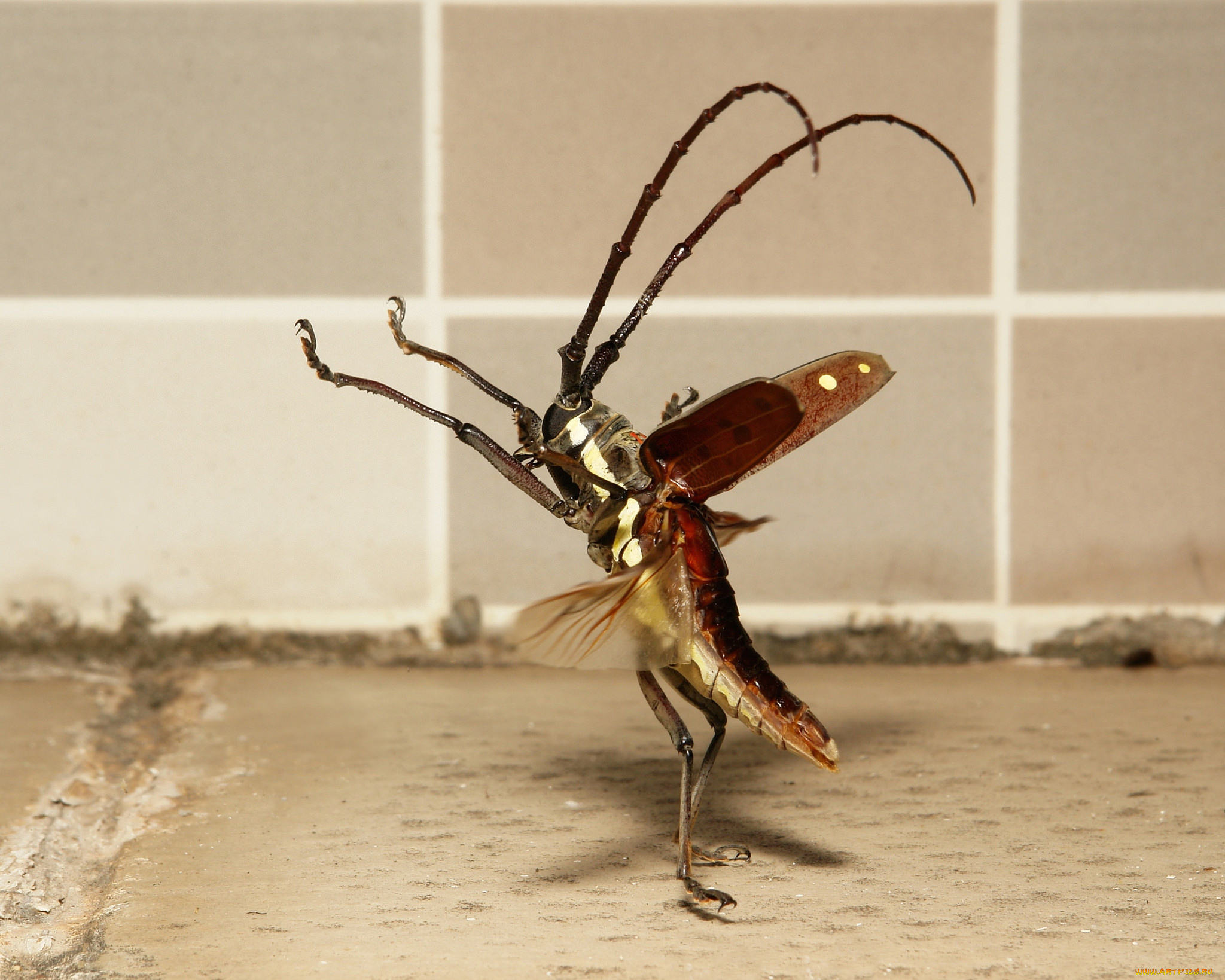 животные, насекомые, жук