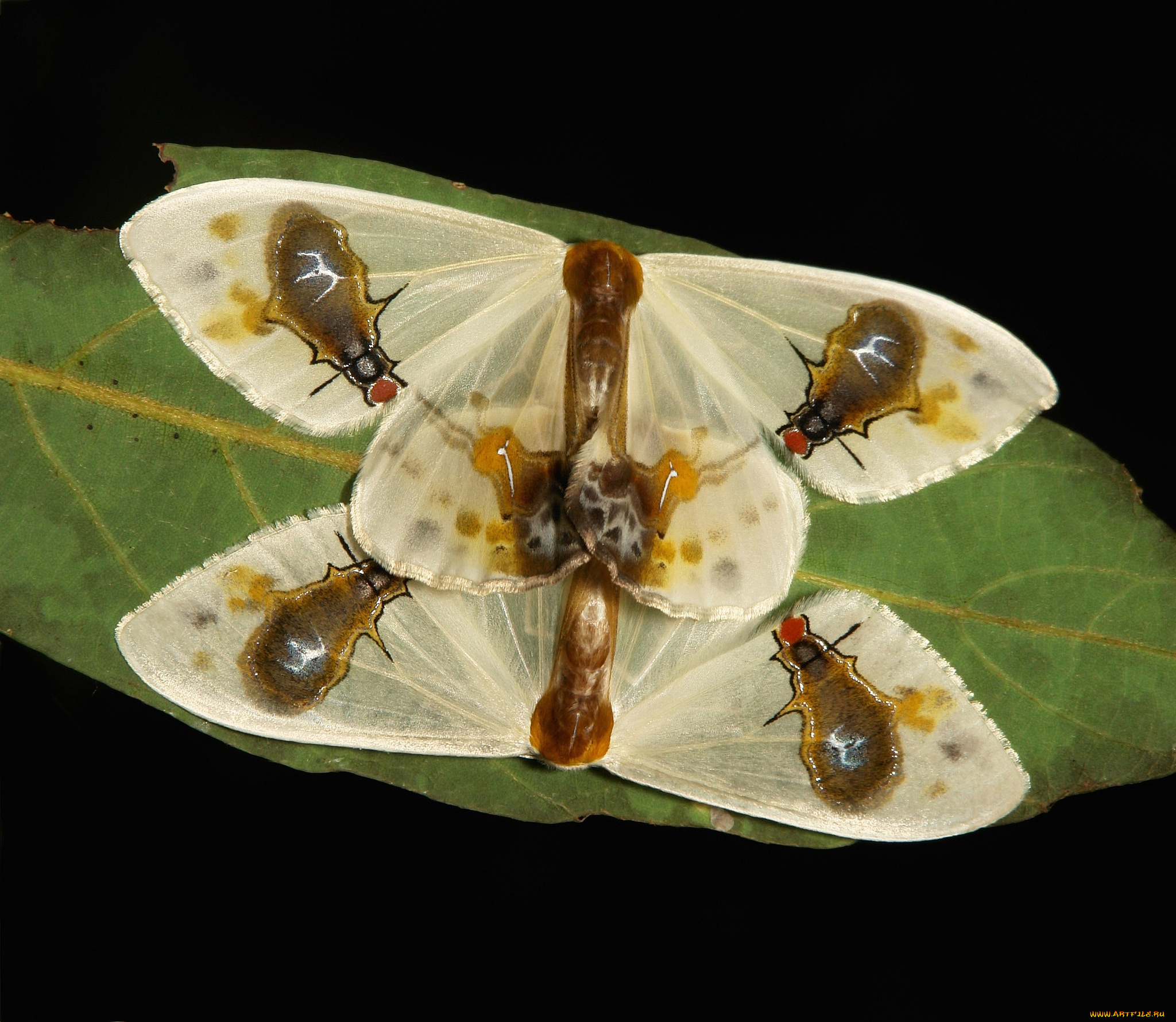 животные, бабочки, , мотыльки, , моли, мотыльки