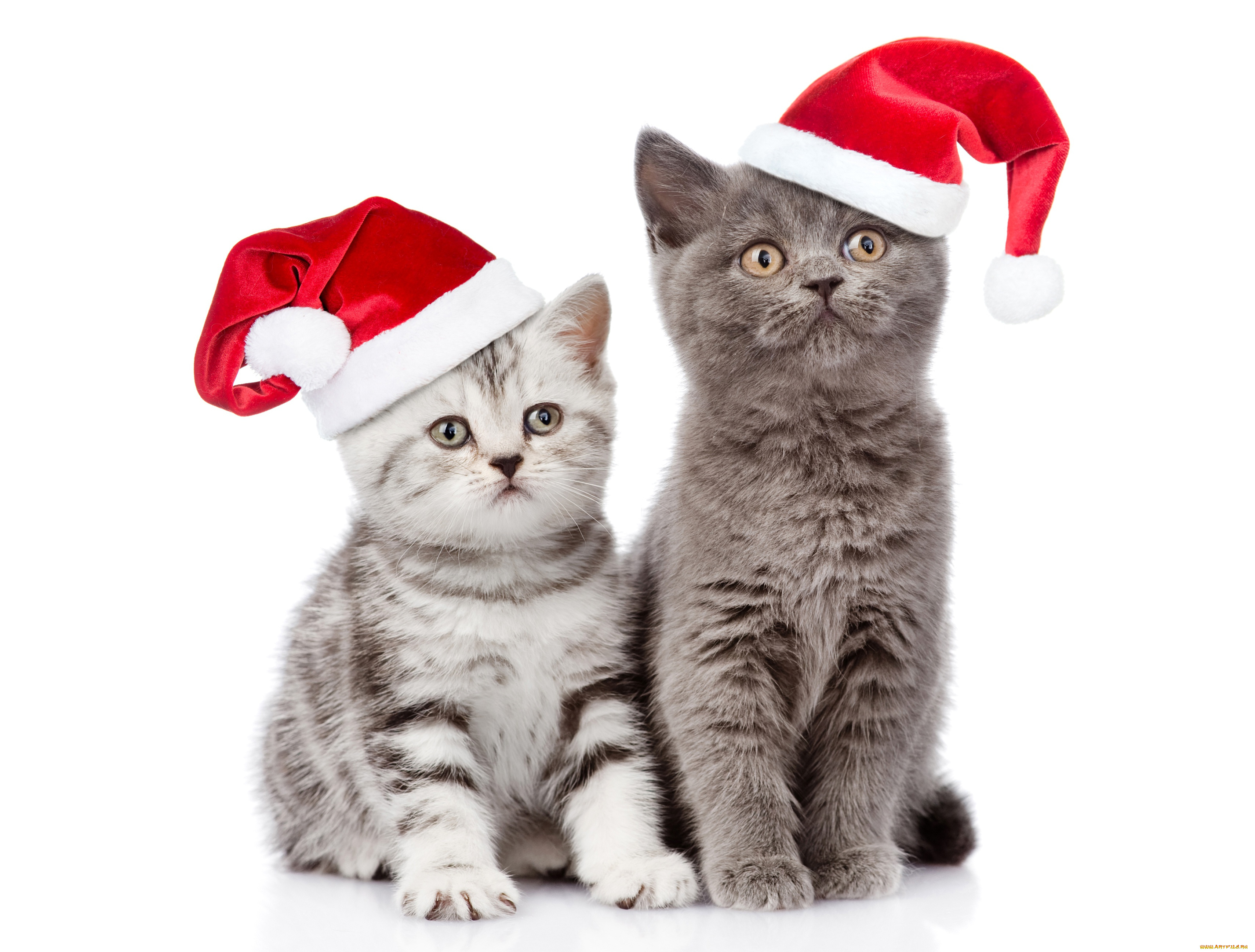 животные, коты, christmas, взгляд, cats, рождество, новый, год, кот, шапка