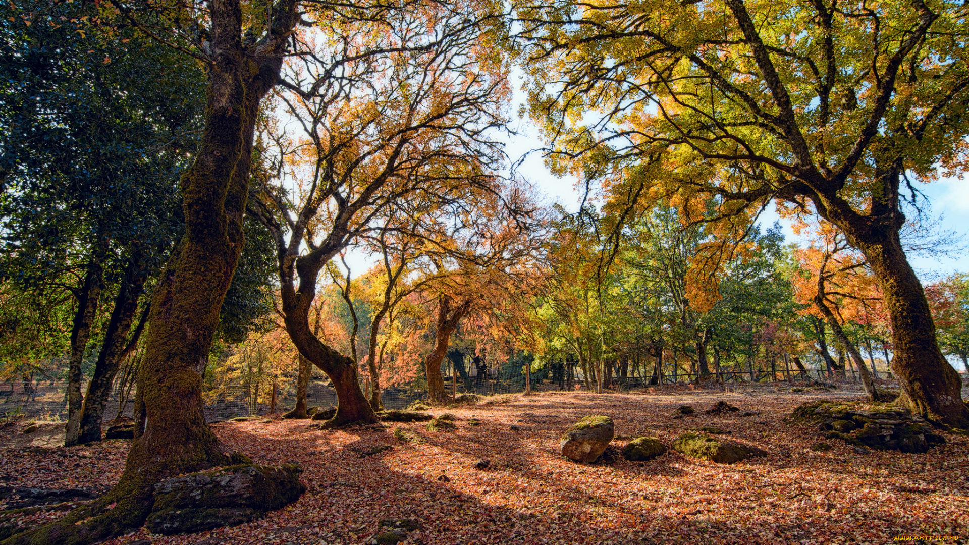 природа, деревья, простор