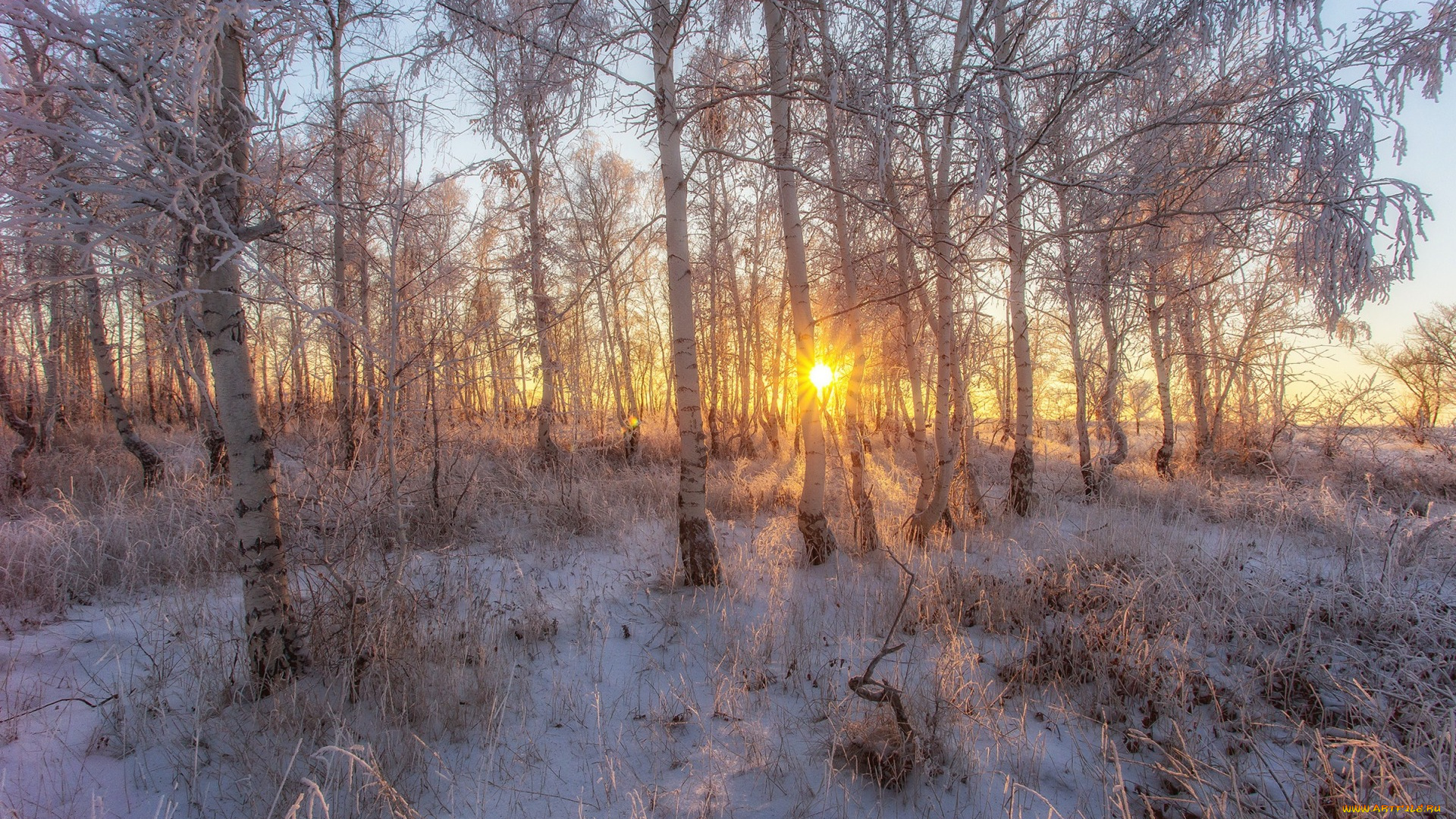 природа, лес