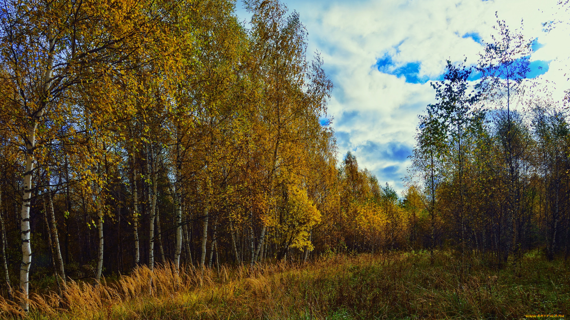 природа, лес, простор