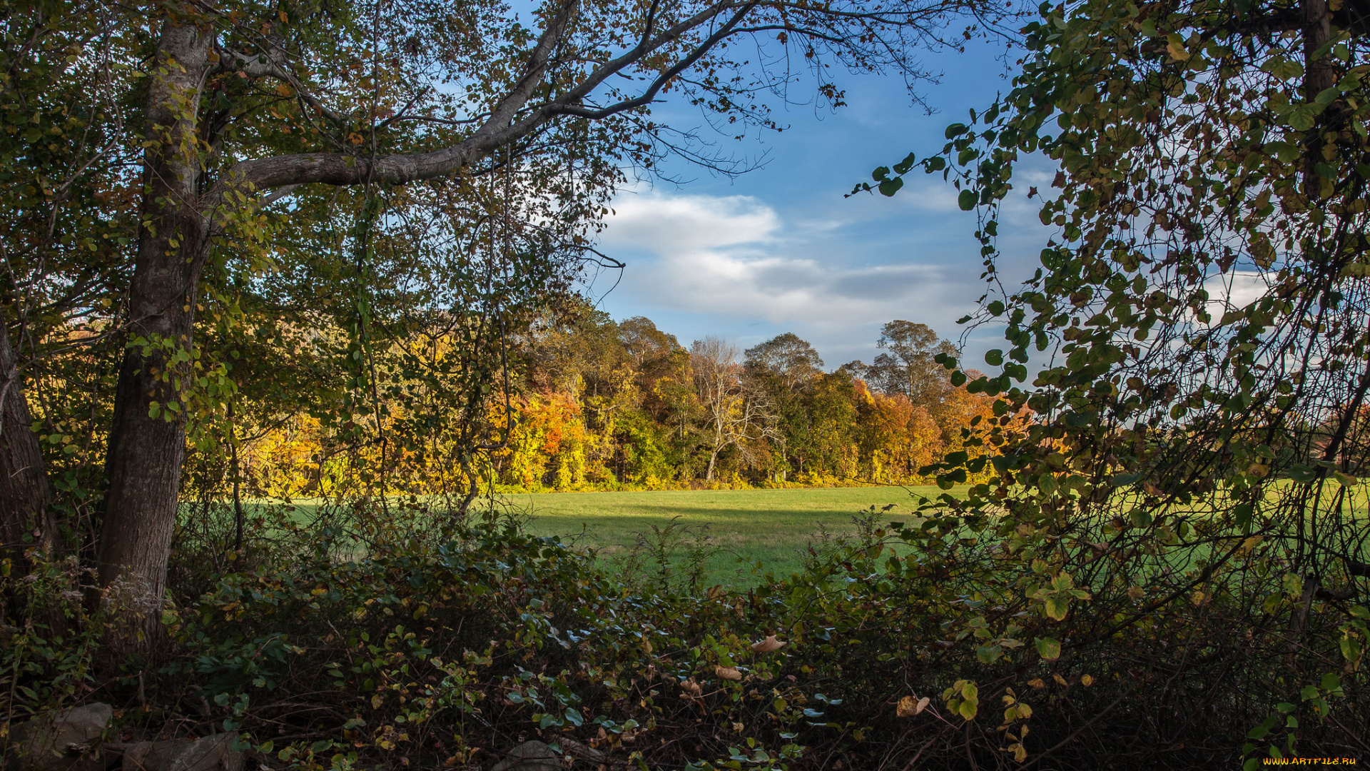 природа, лес, простор