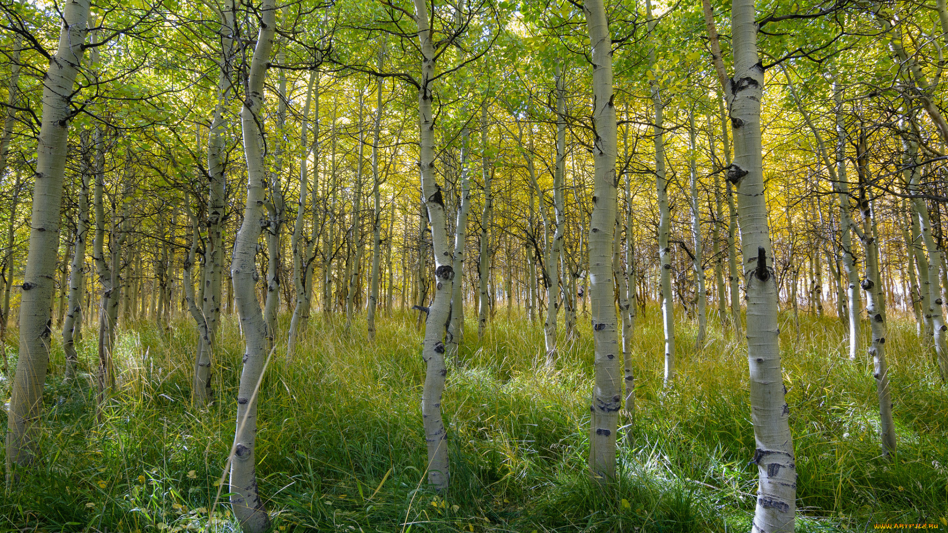 природа, лес, простор