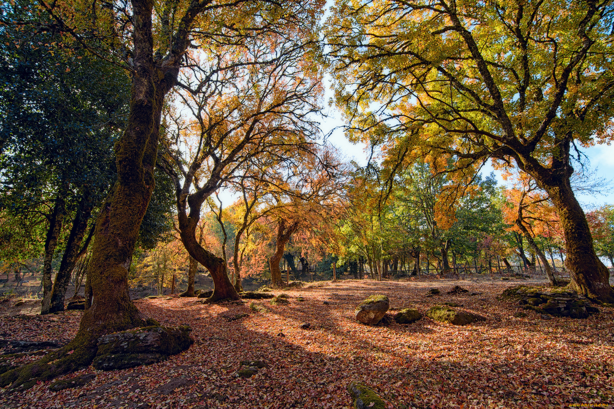 природа, деревья, простор