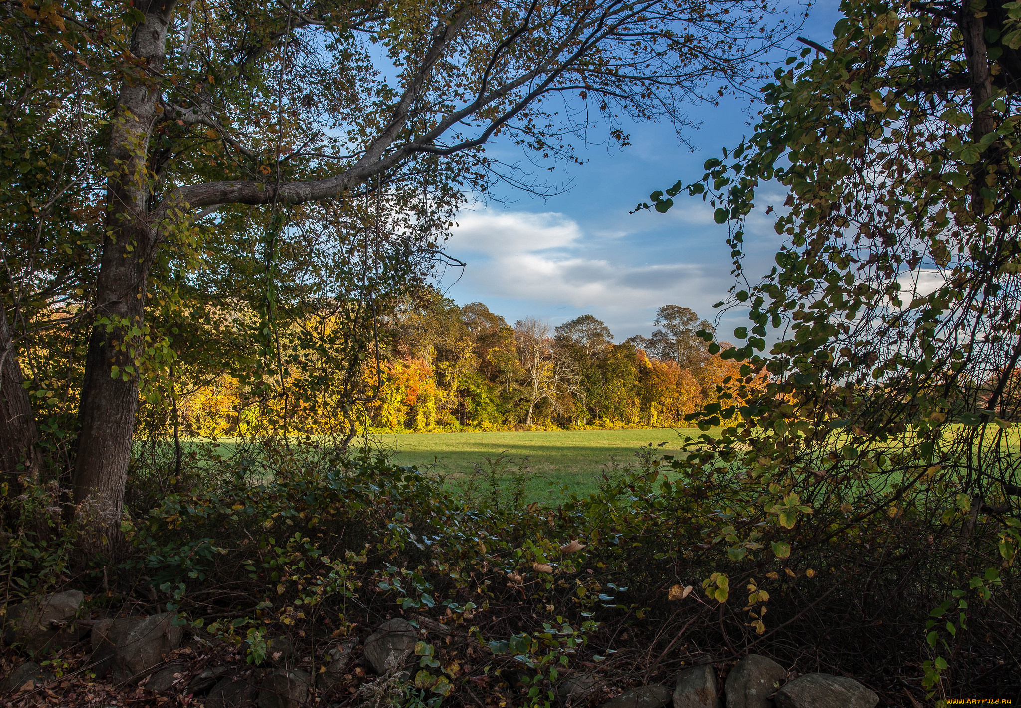 природа, лес, простор