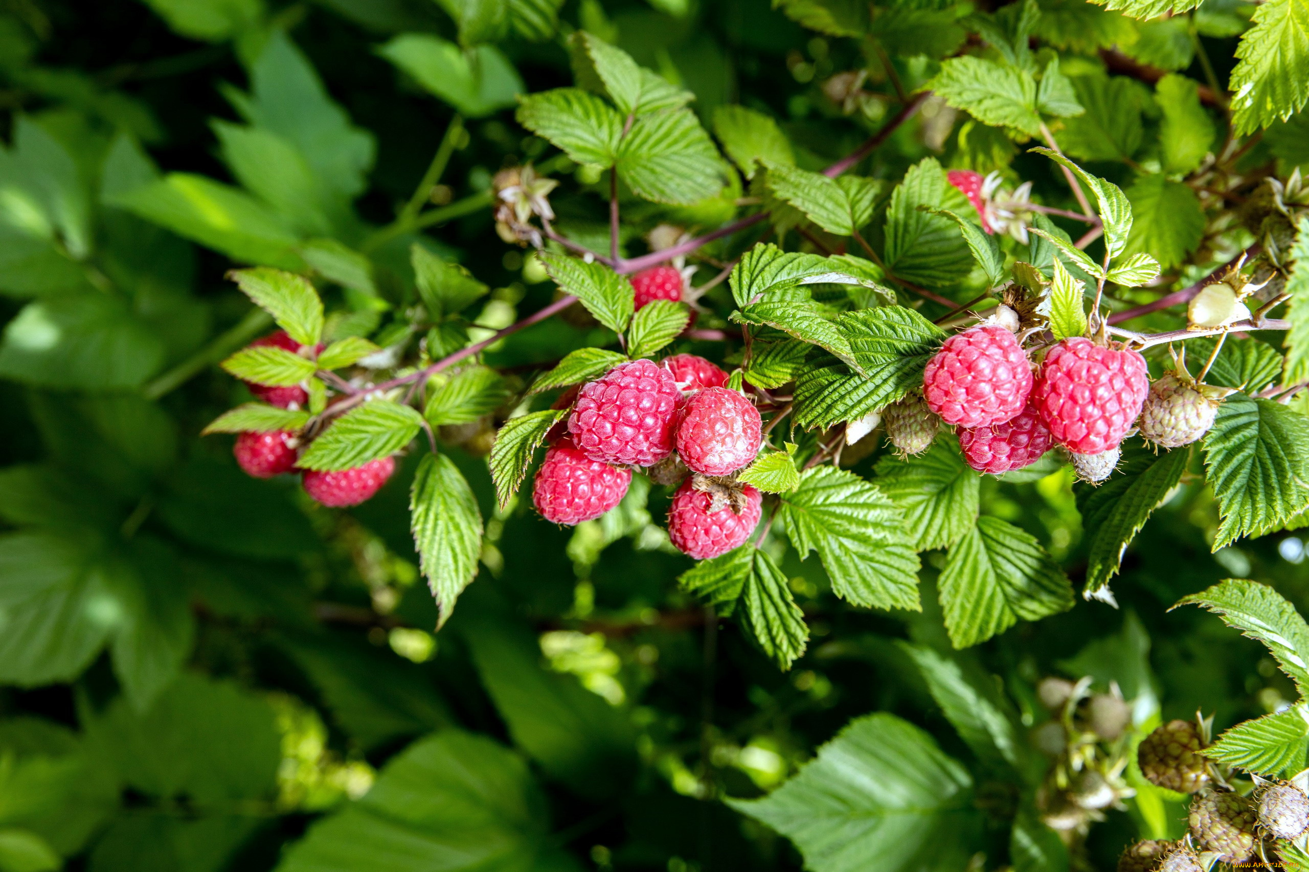 природа, Ягоды, малина