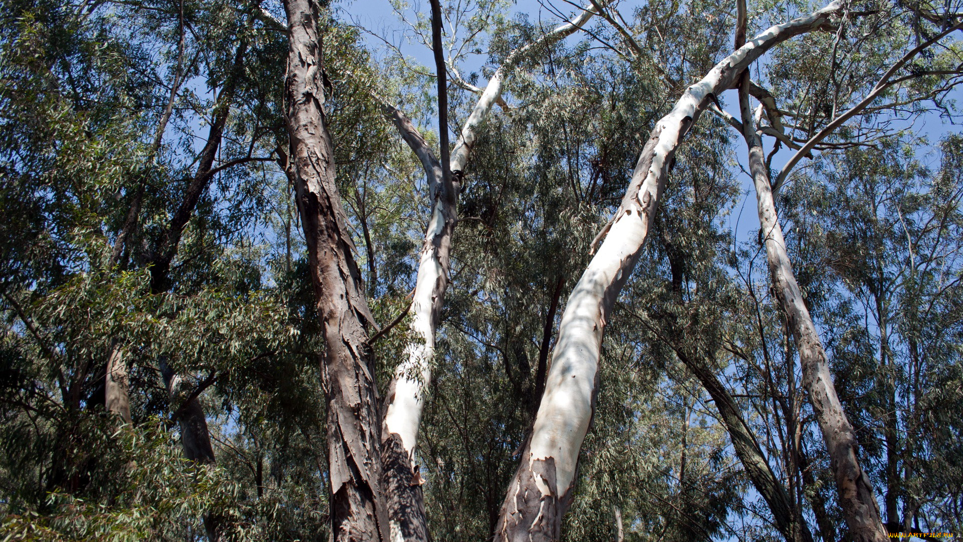 природа, деревья, стволы