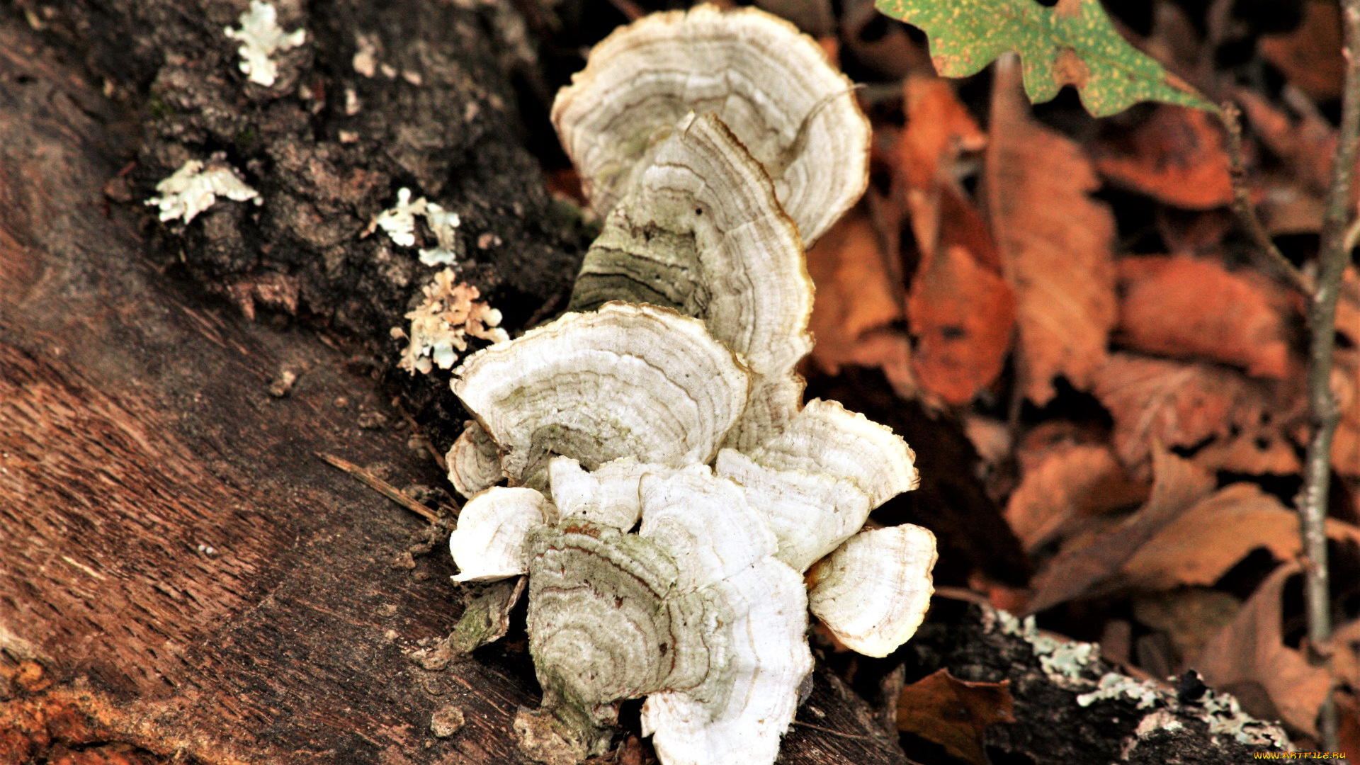 природа, грибы