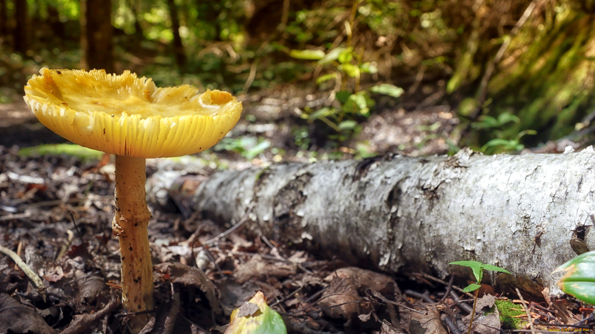 природа, грибы, одиночка