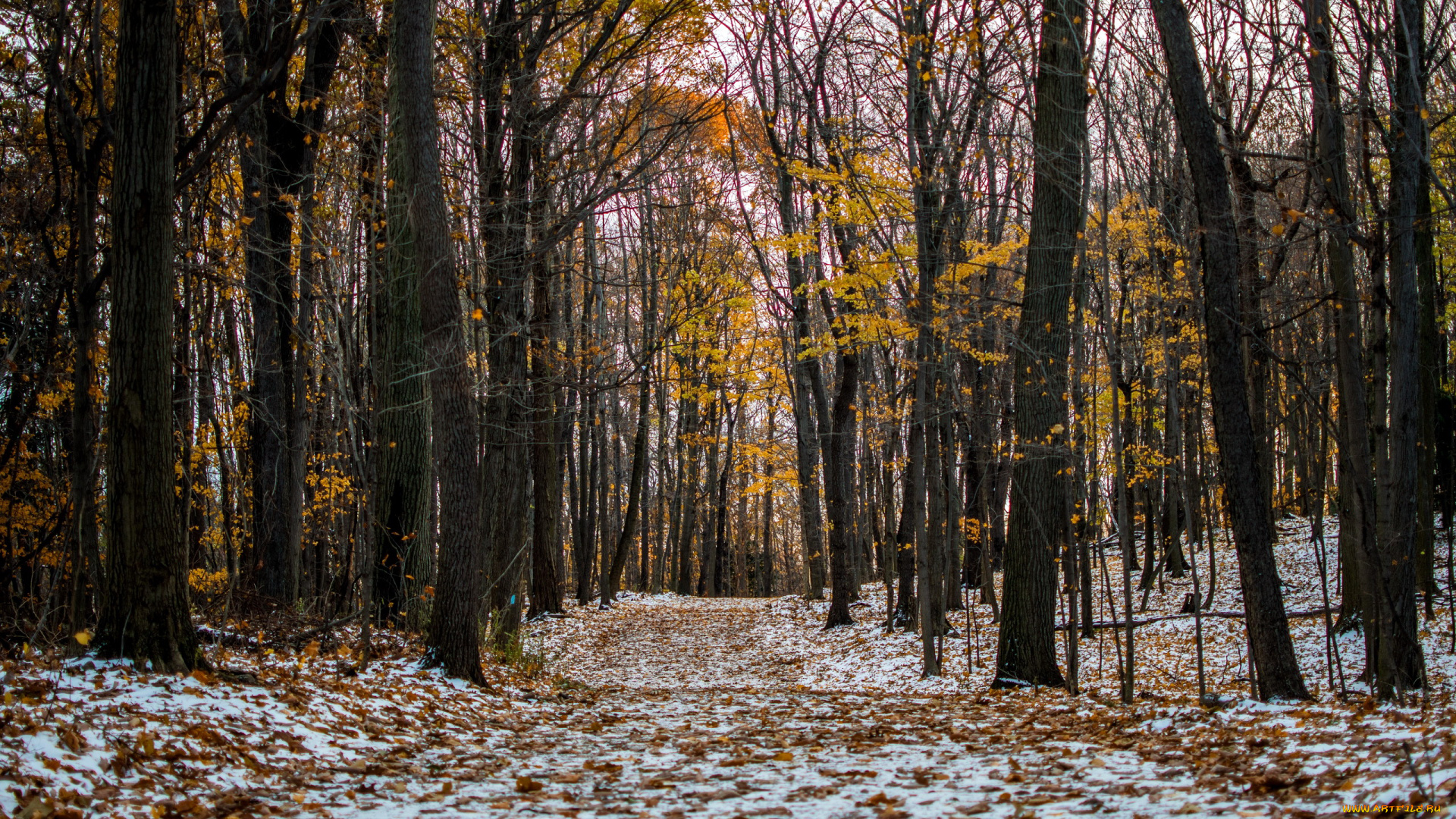природа, лес, листопад, осень