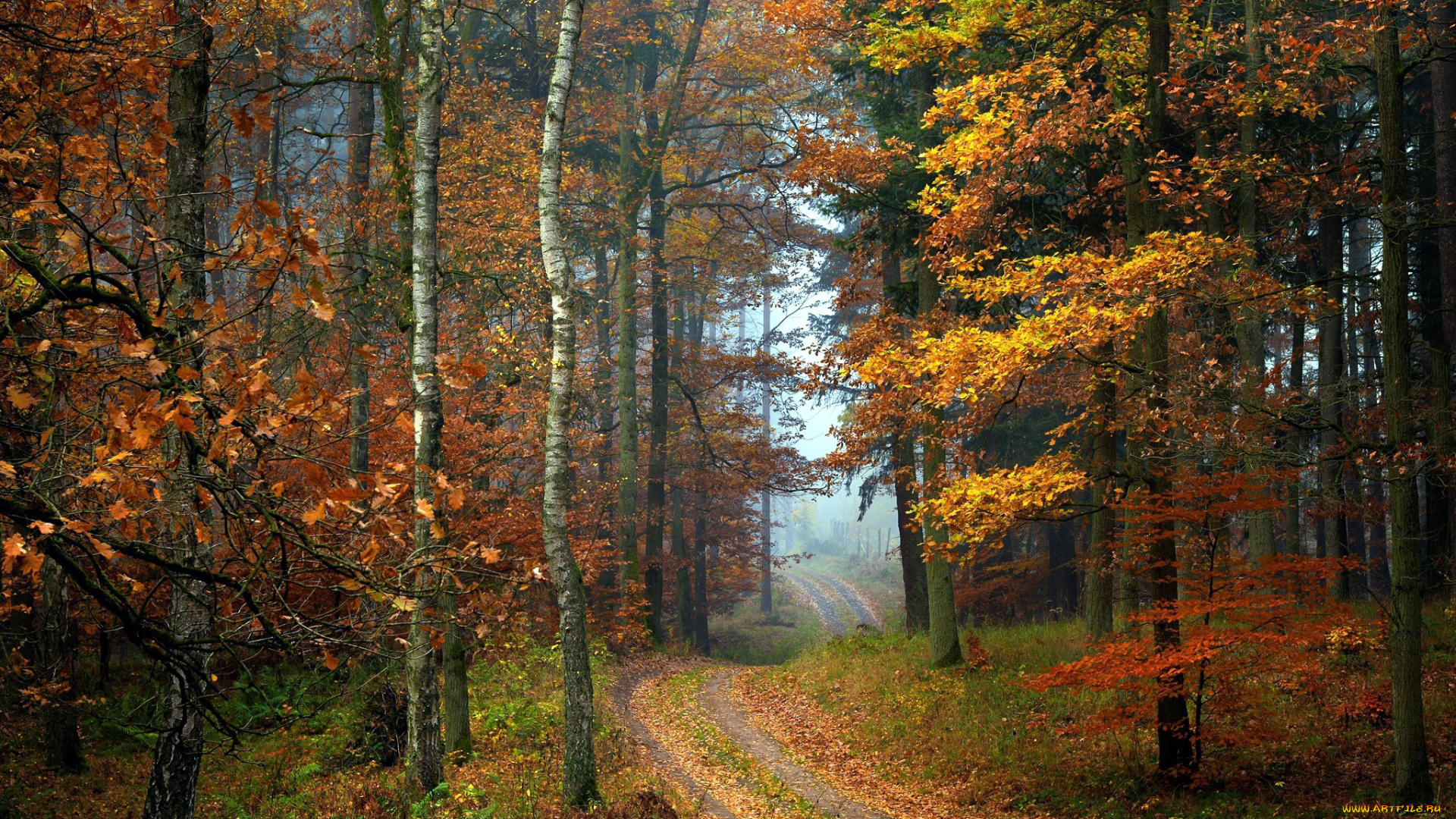 природа, лес, листопад, осень