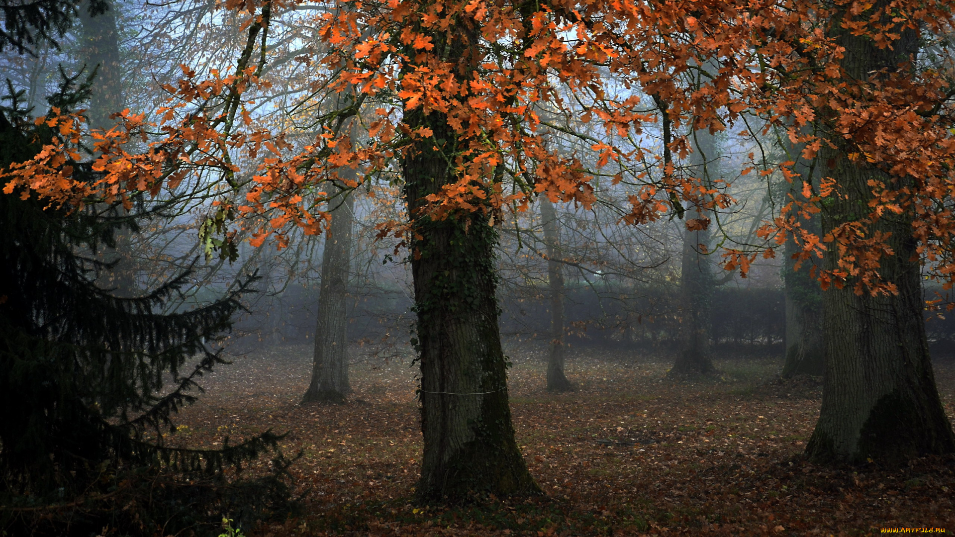 природа, лес, листопад, осень