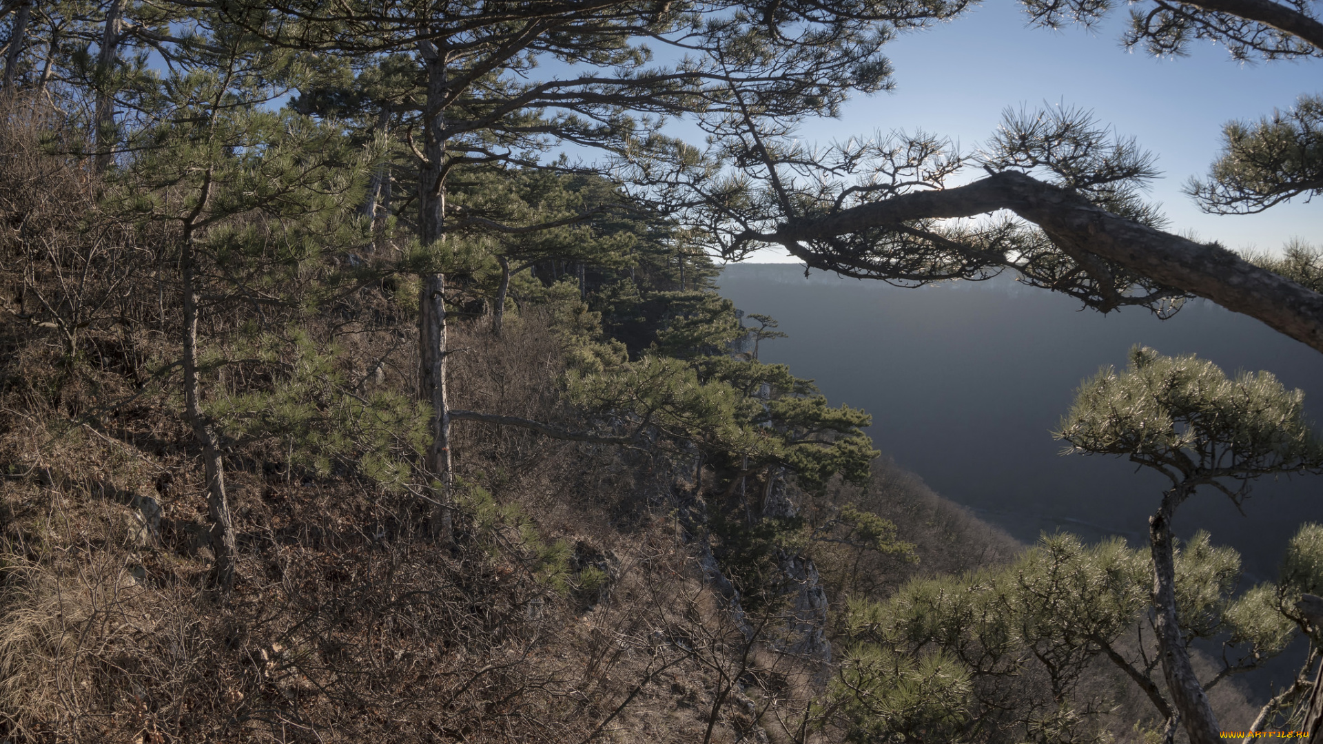 природа, лес, простор