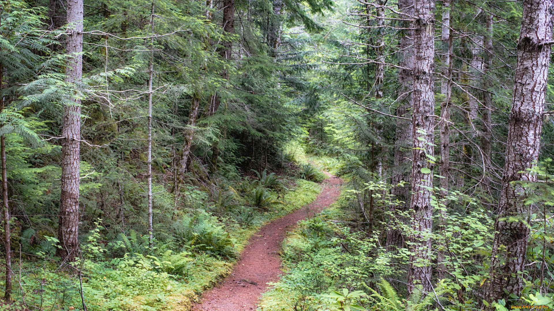 природа, лес, простор