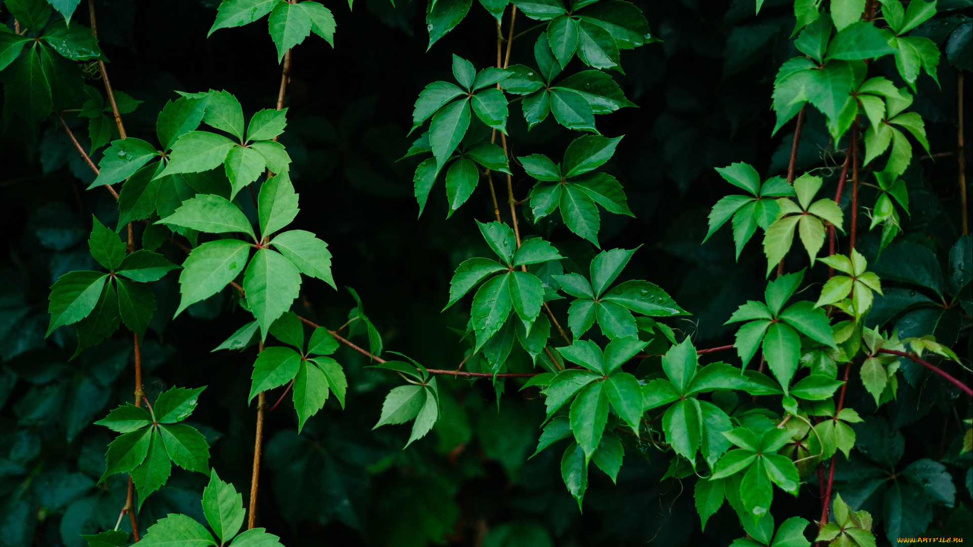 природа, листья, виноградные