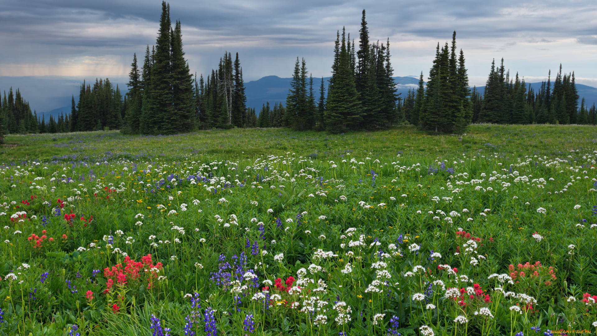 природа, луга, простор