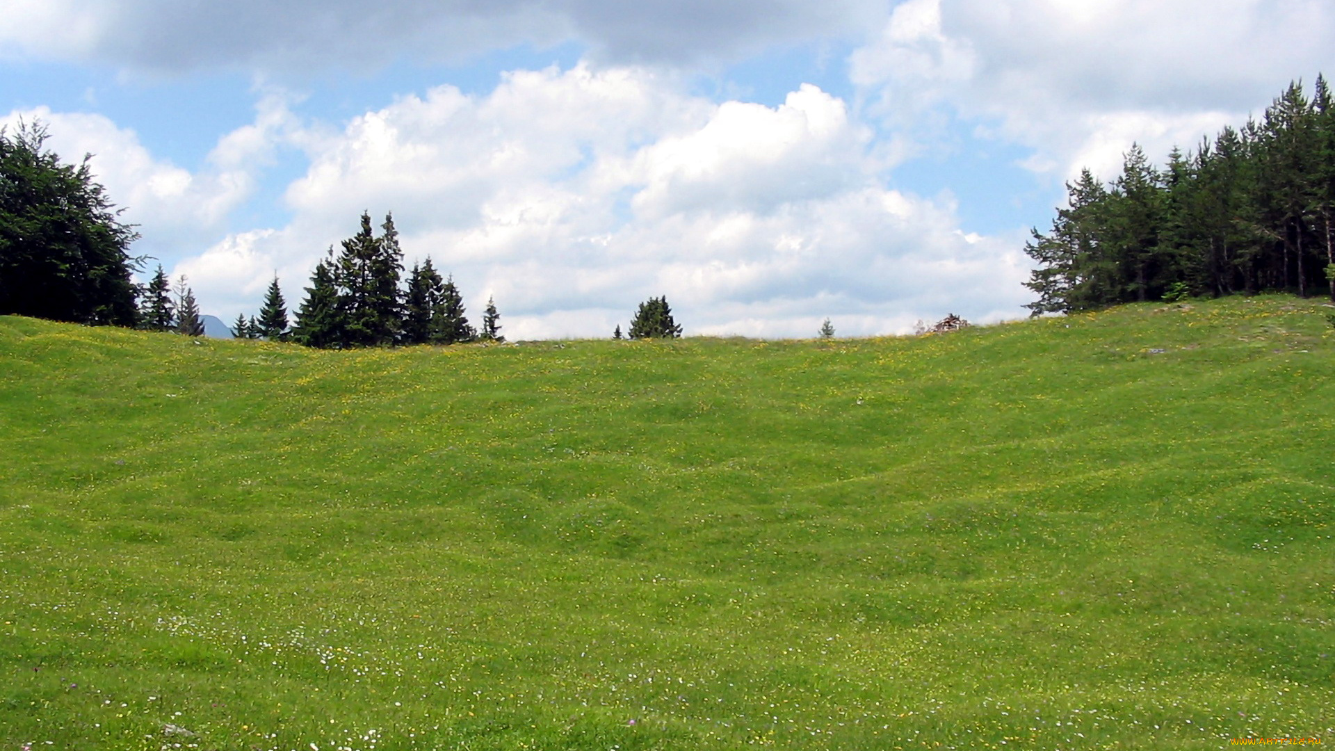 природа, луга, трава, зеленая, луг