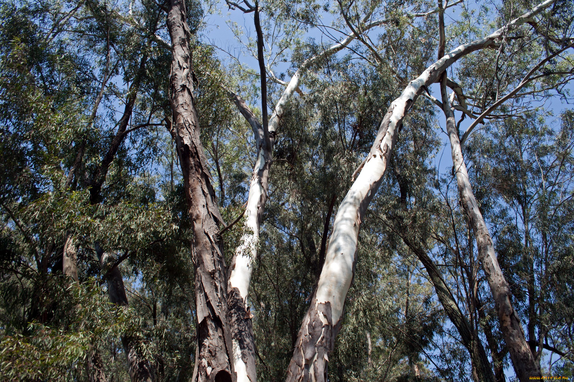 природа, деревья, стволы