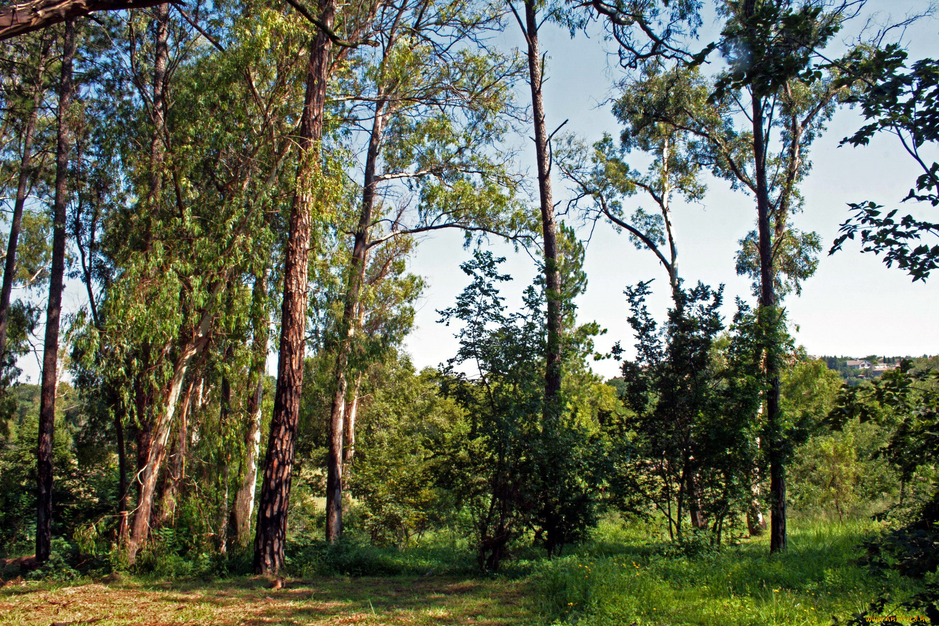 природа, лес, деревья