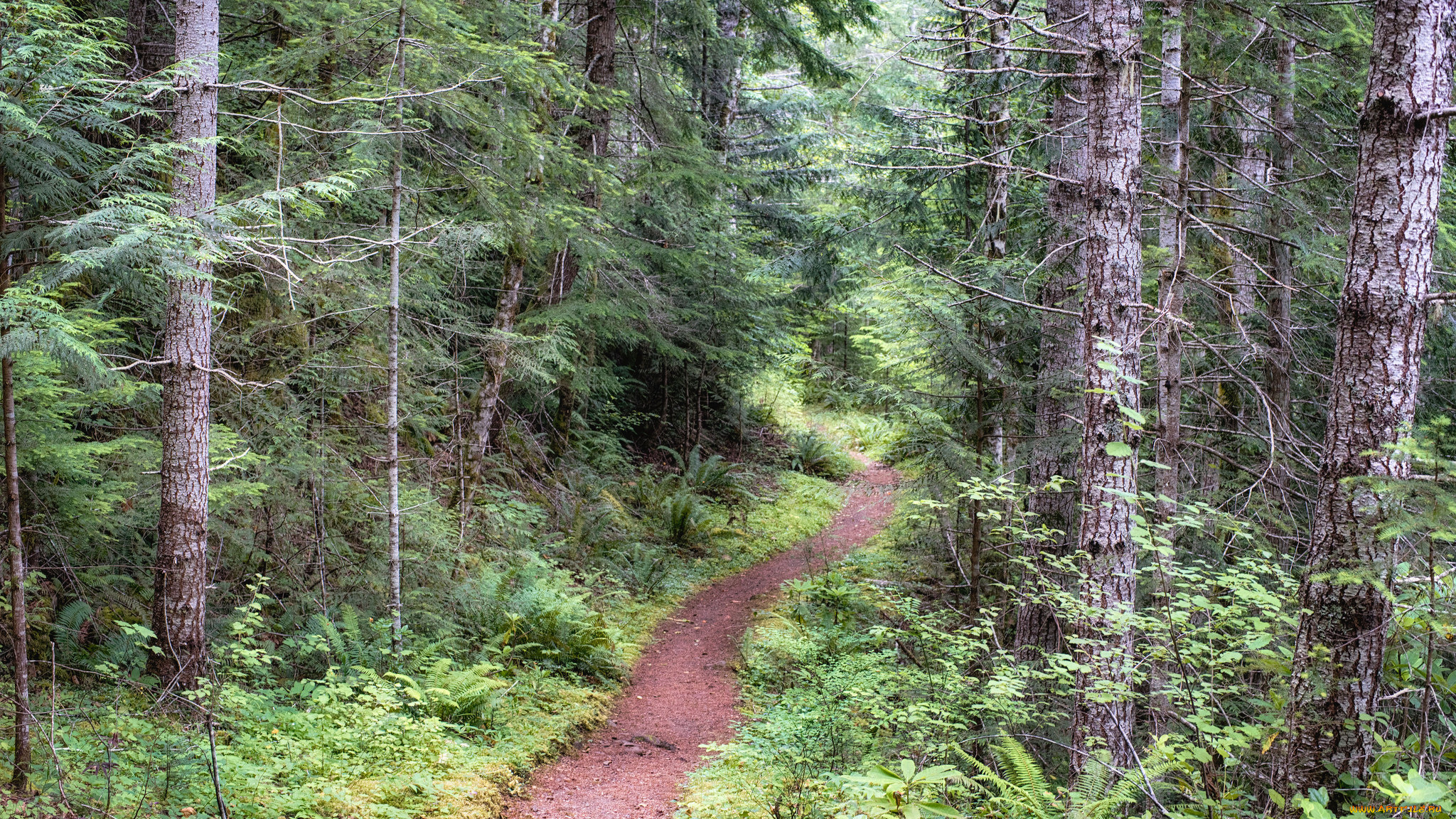 природа, лес, простор