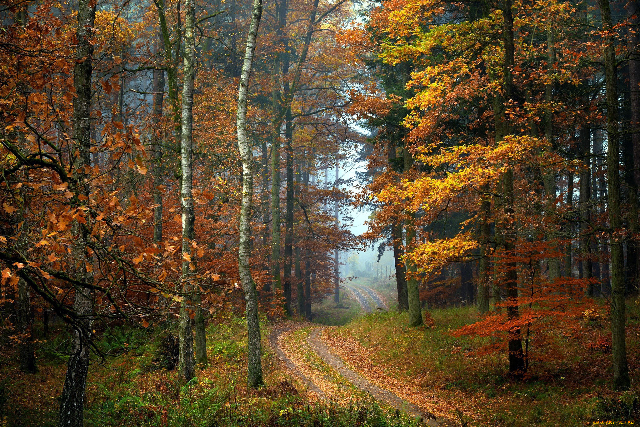 природа, лес, листопад, осень