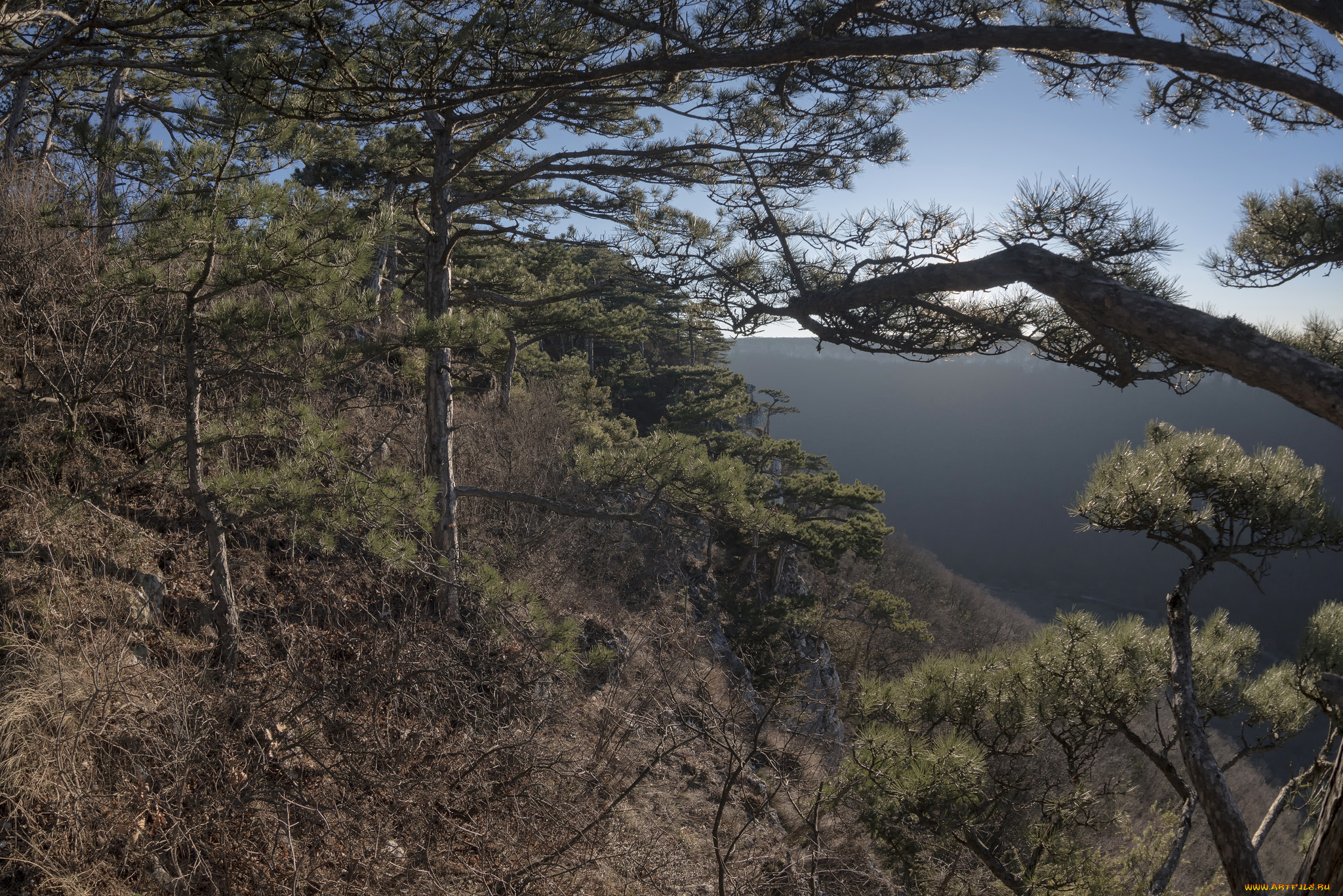 природа, лес, простор