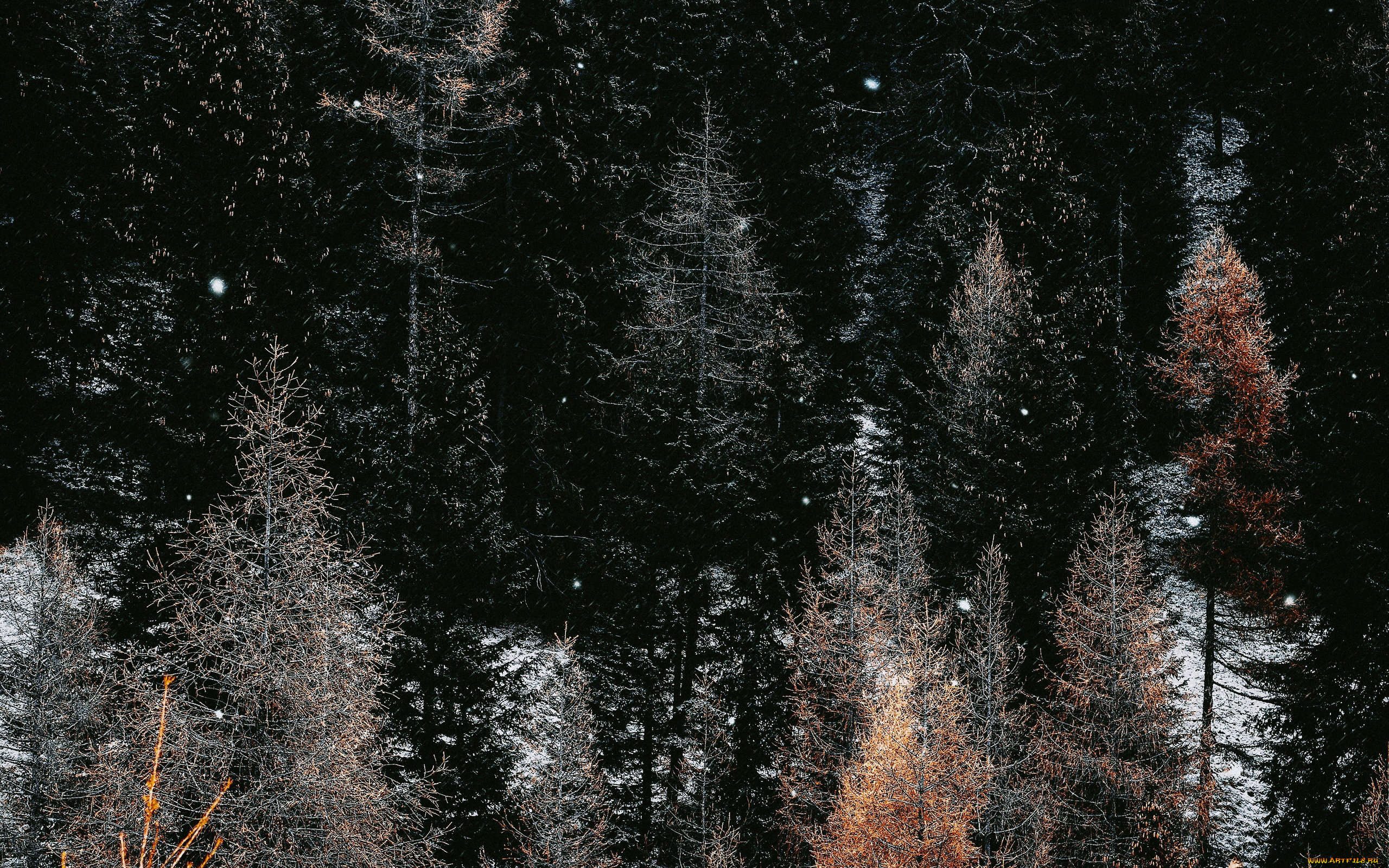 природа, деревья, верхушки