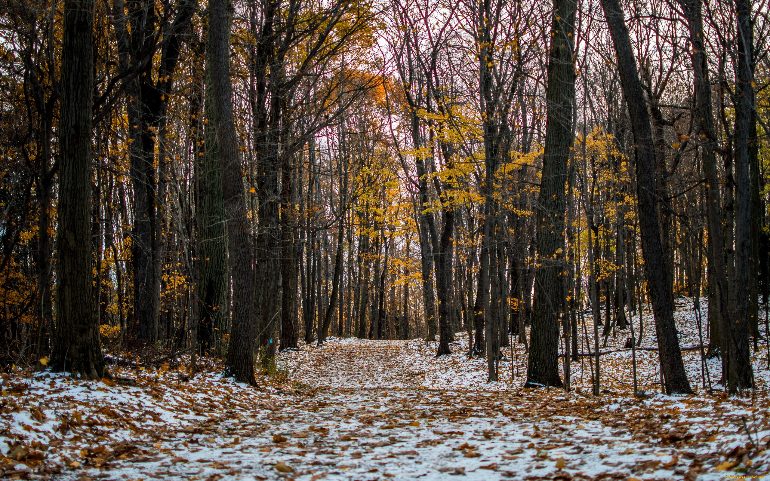 природа, лес, листопад, осень