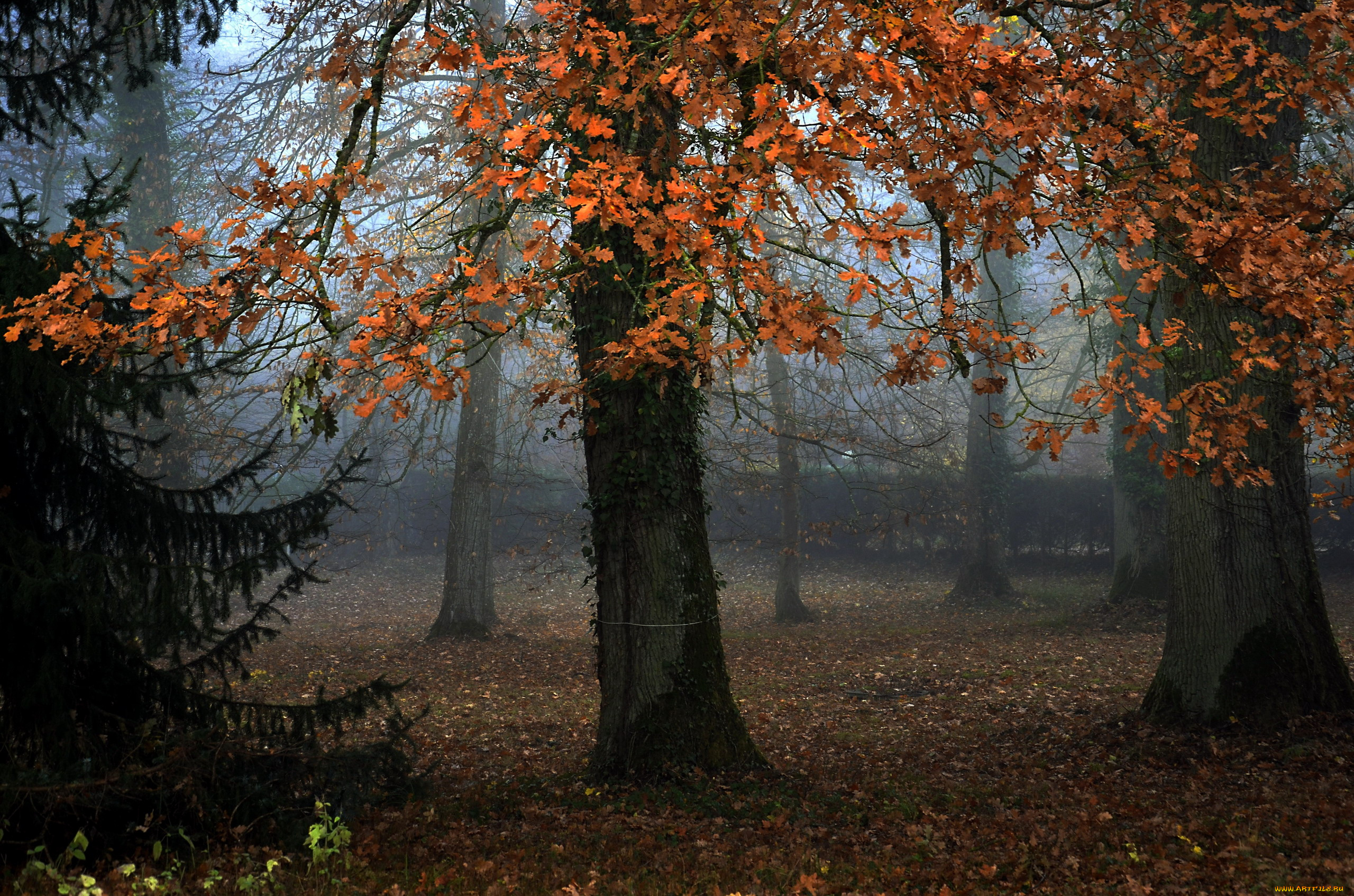 природа, лес, листопад, осень