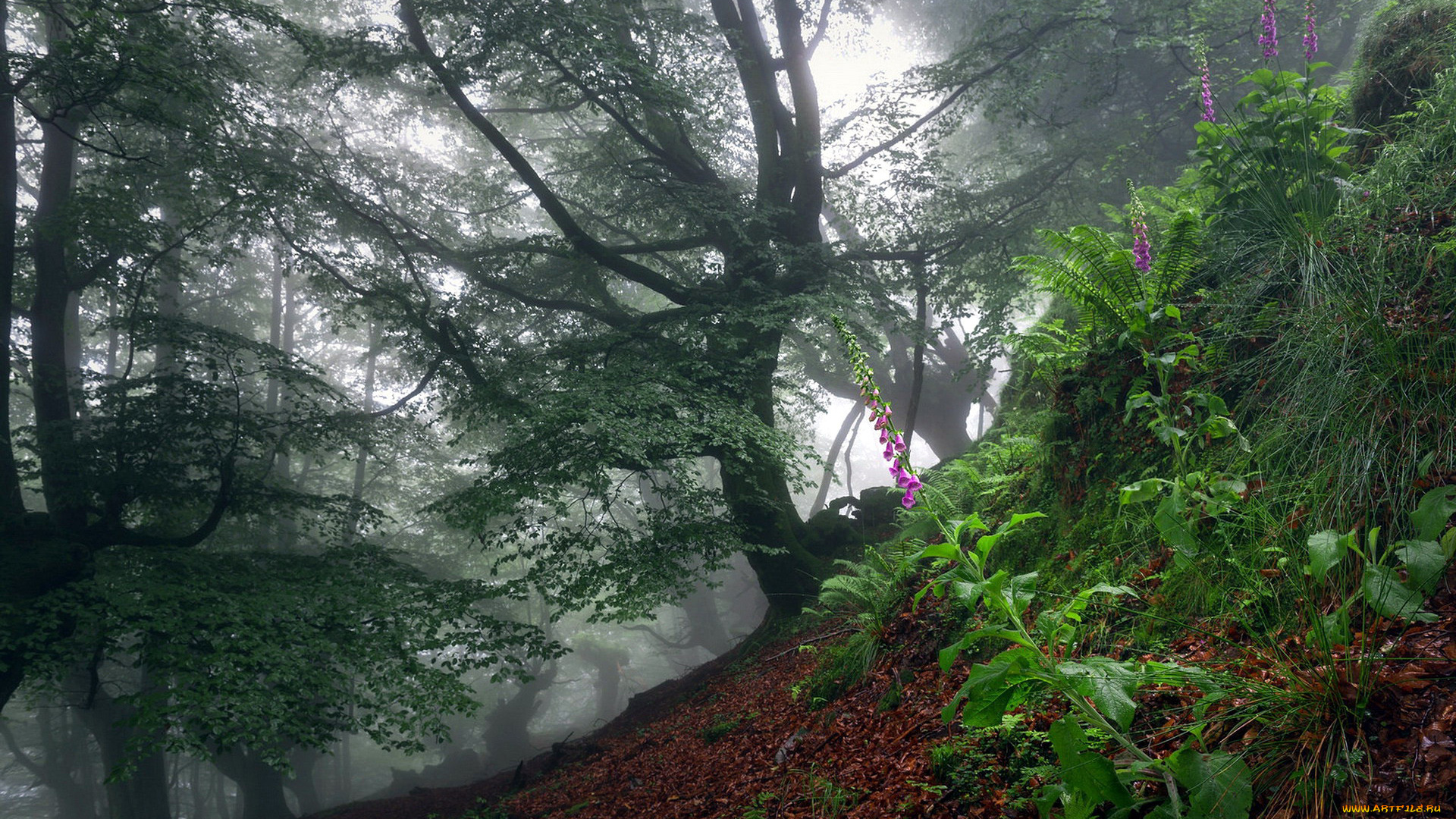 природа, лес, деревья, туман