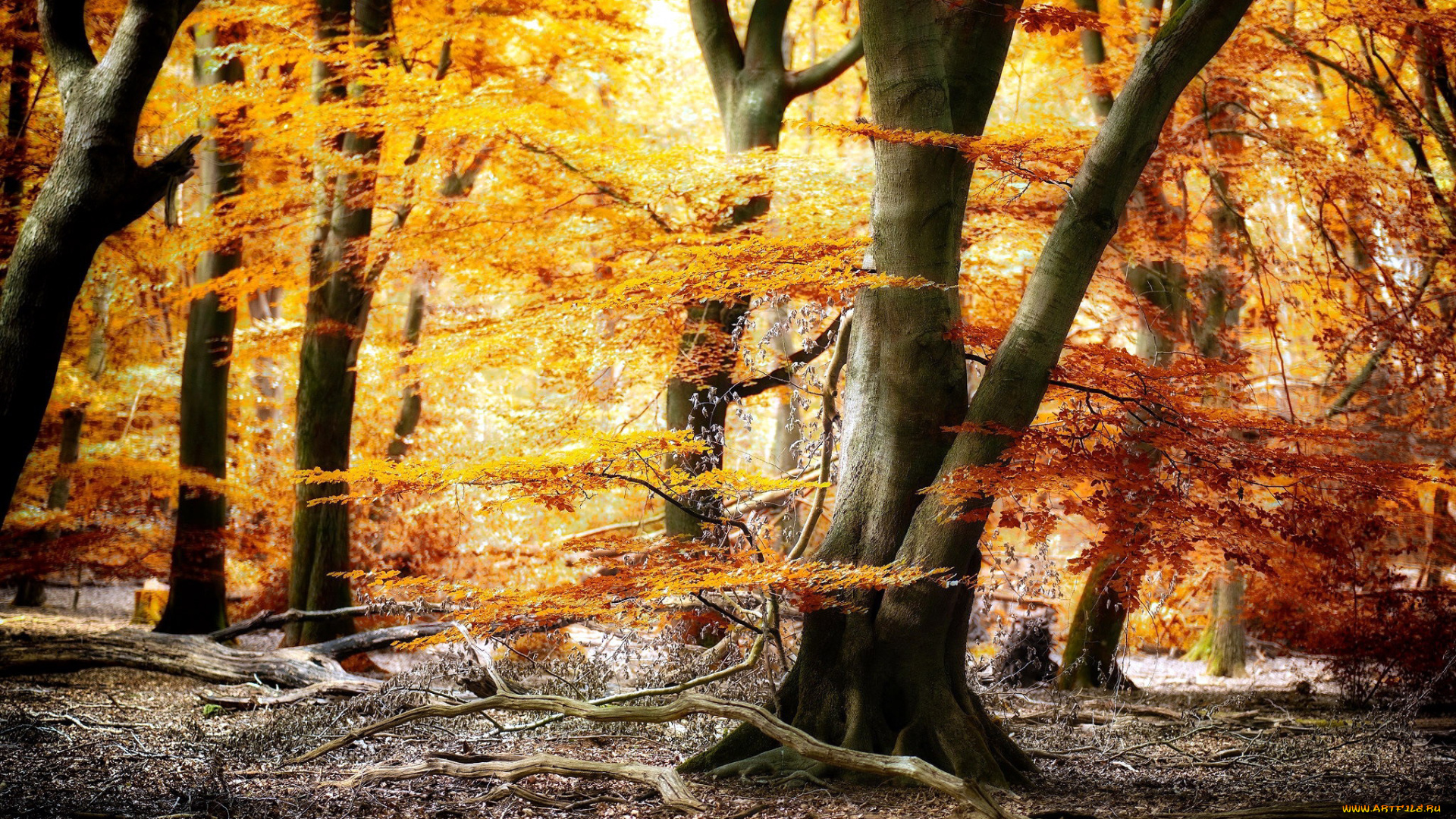 природа, лес, листопад, осень