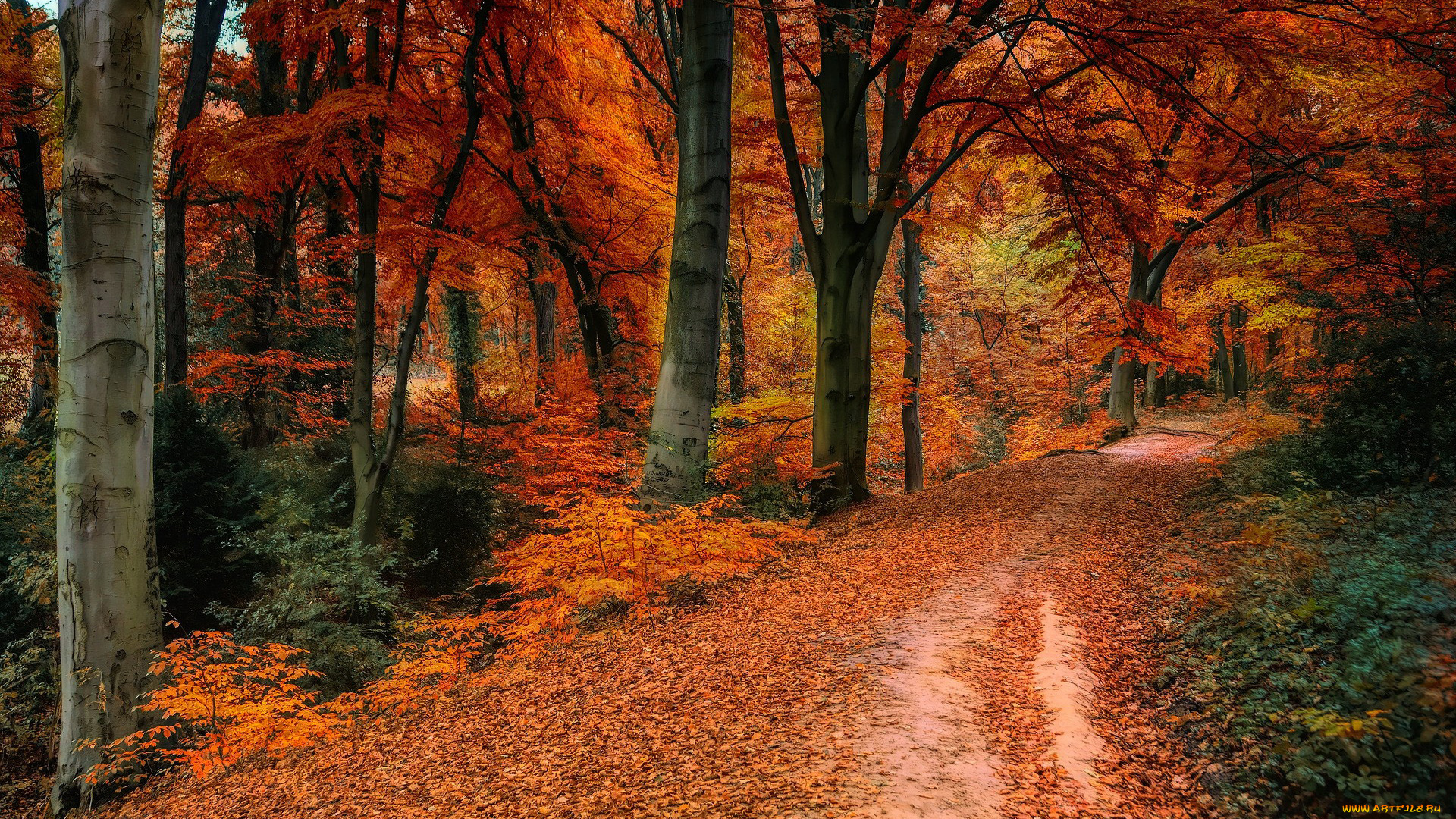 природа, лес, листопад, осень