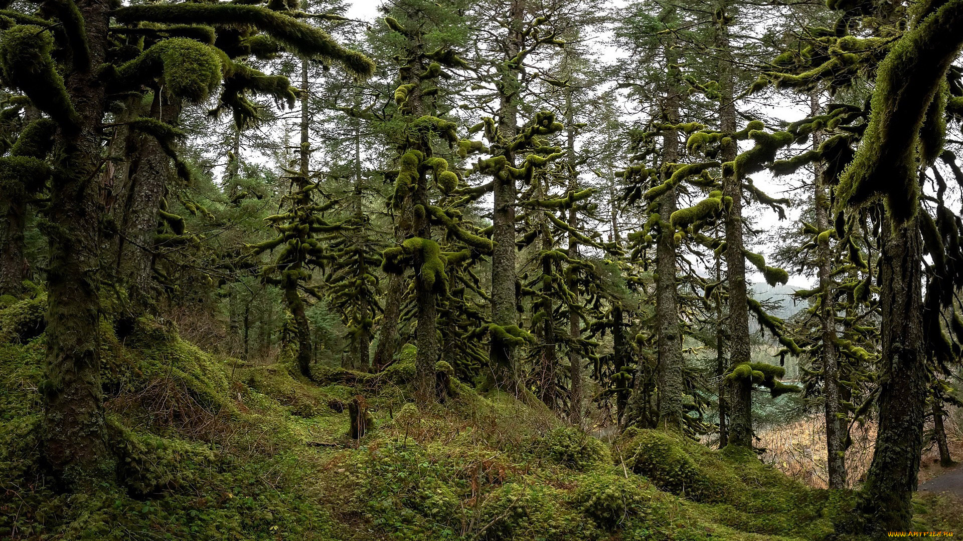 природа, лес, мох, деревья