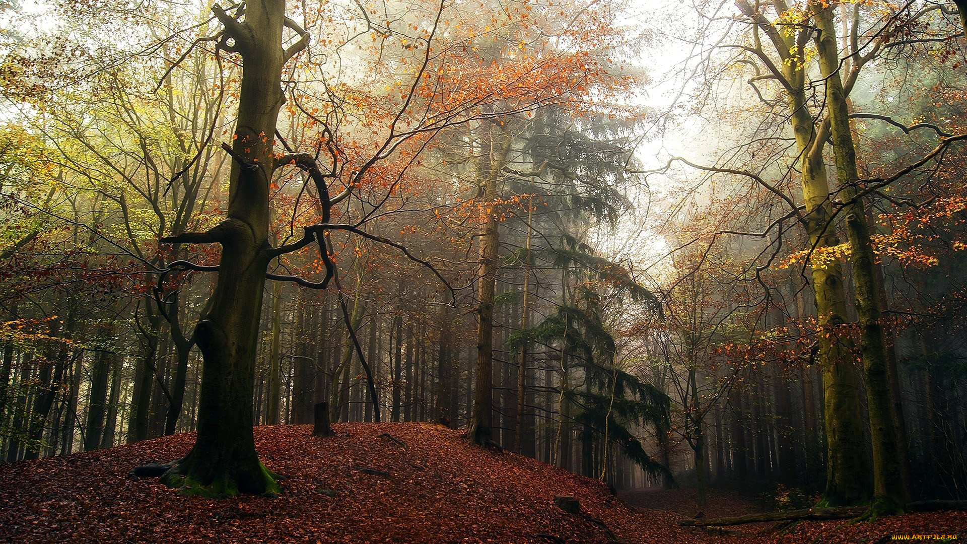 природа, лес, осень, листопад
