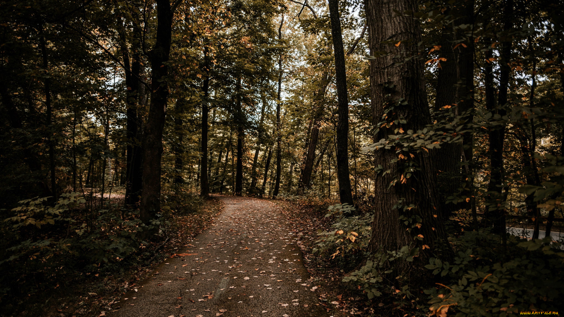 природа, лес, осень, тропинка