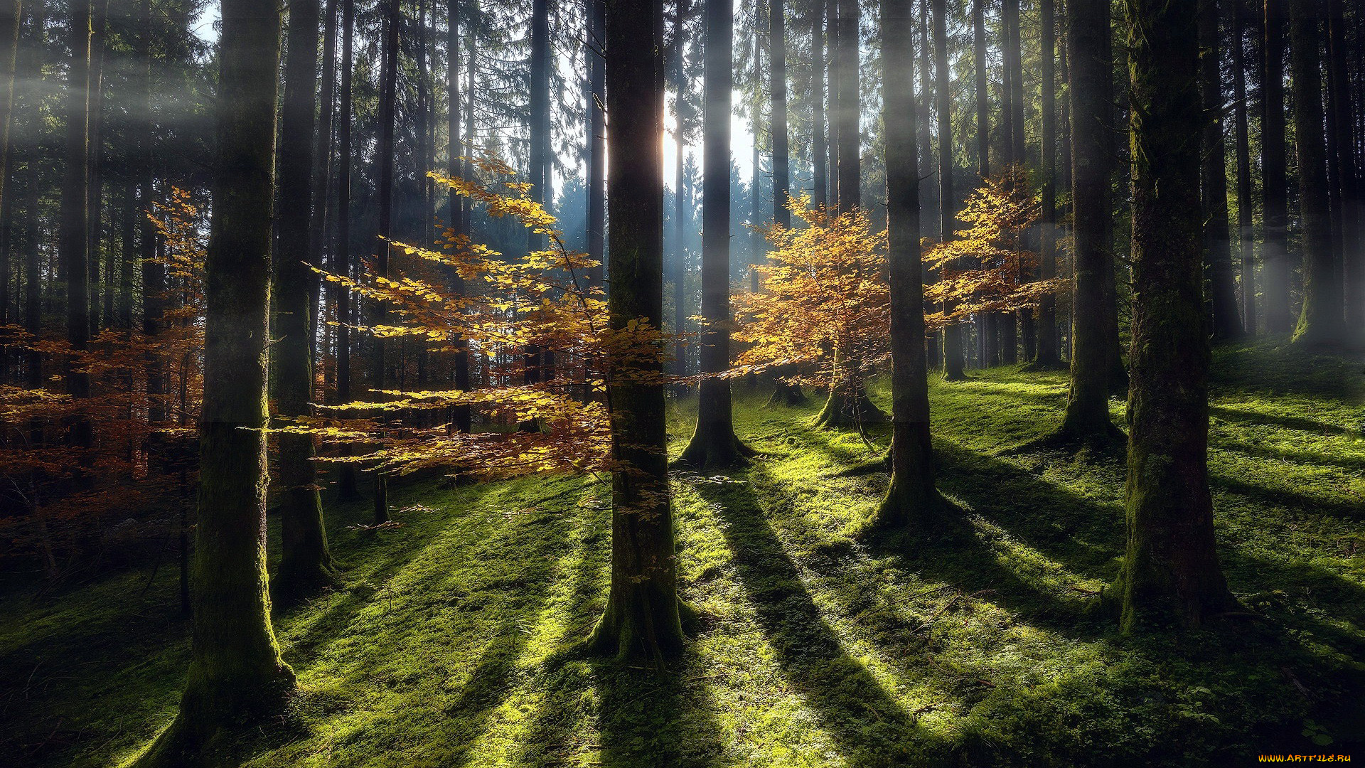 природа, лес, сосны