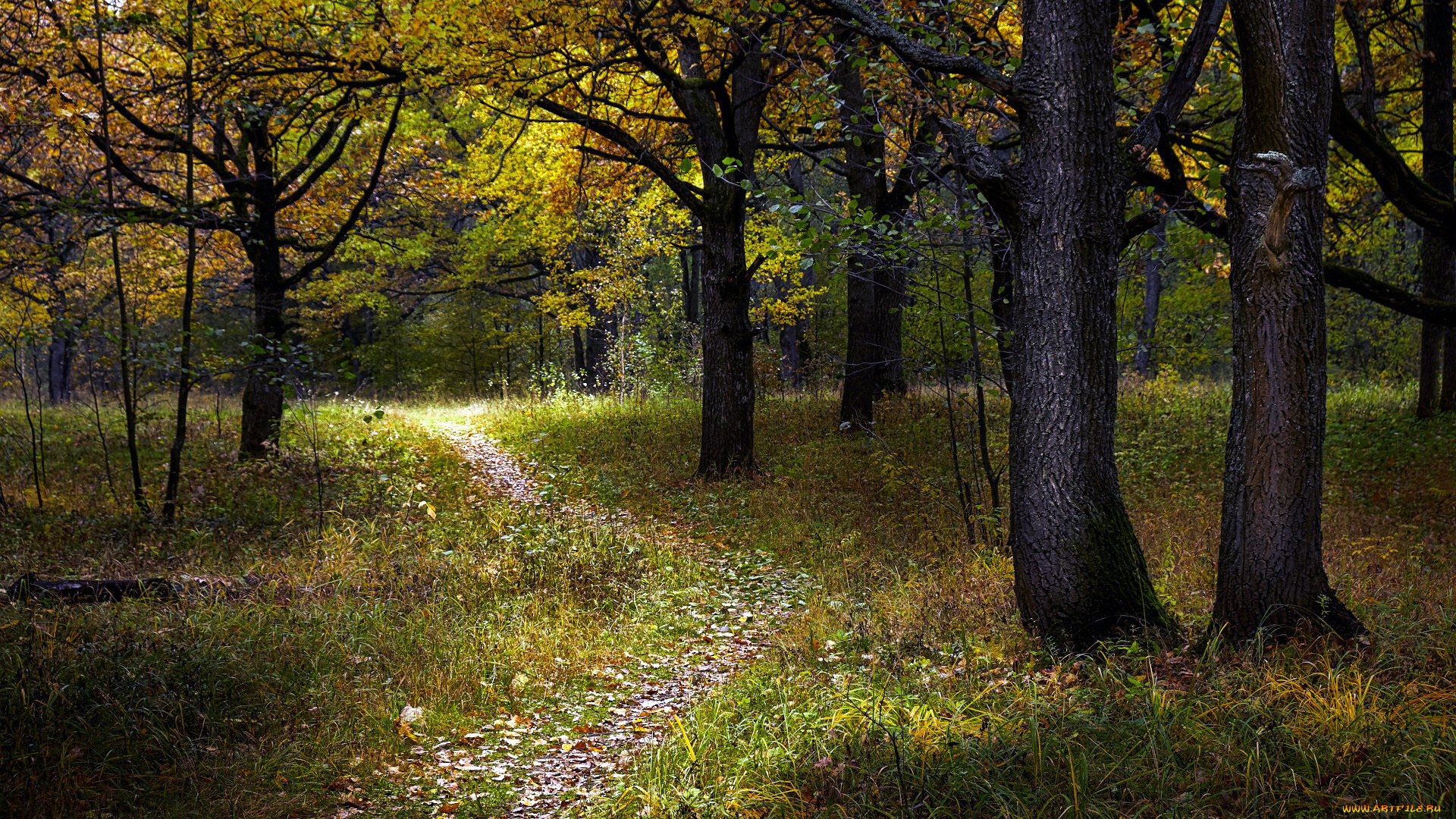 природа, лес, тропинка, трава, деревья