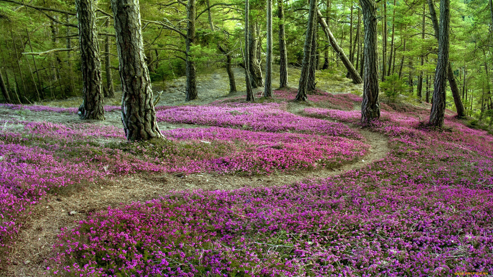 природа, лес, вереск