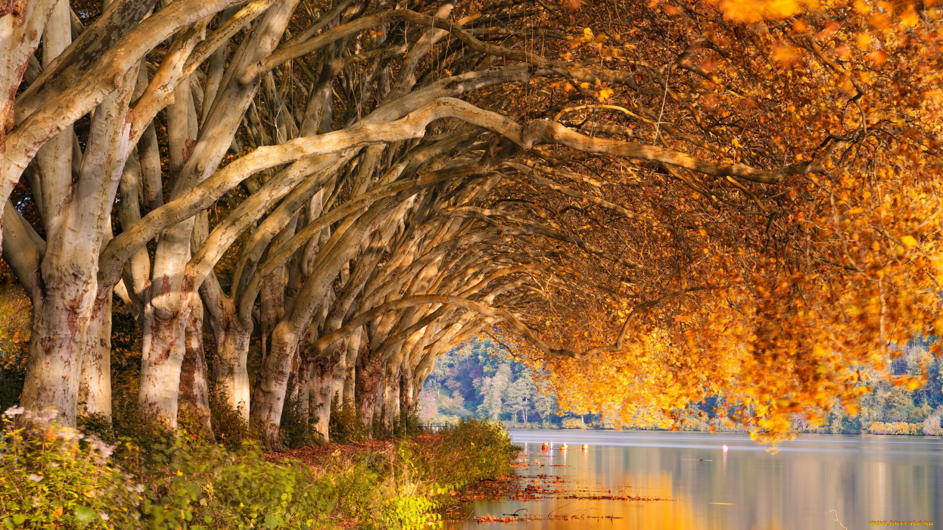 природа, реки, озера, осень