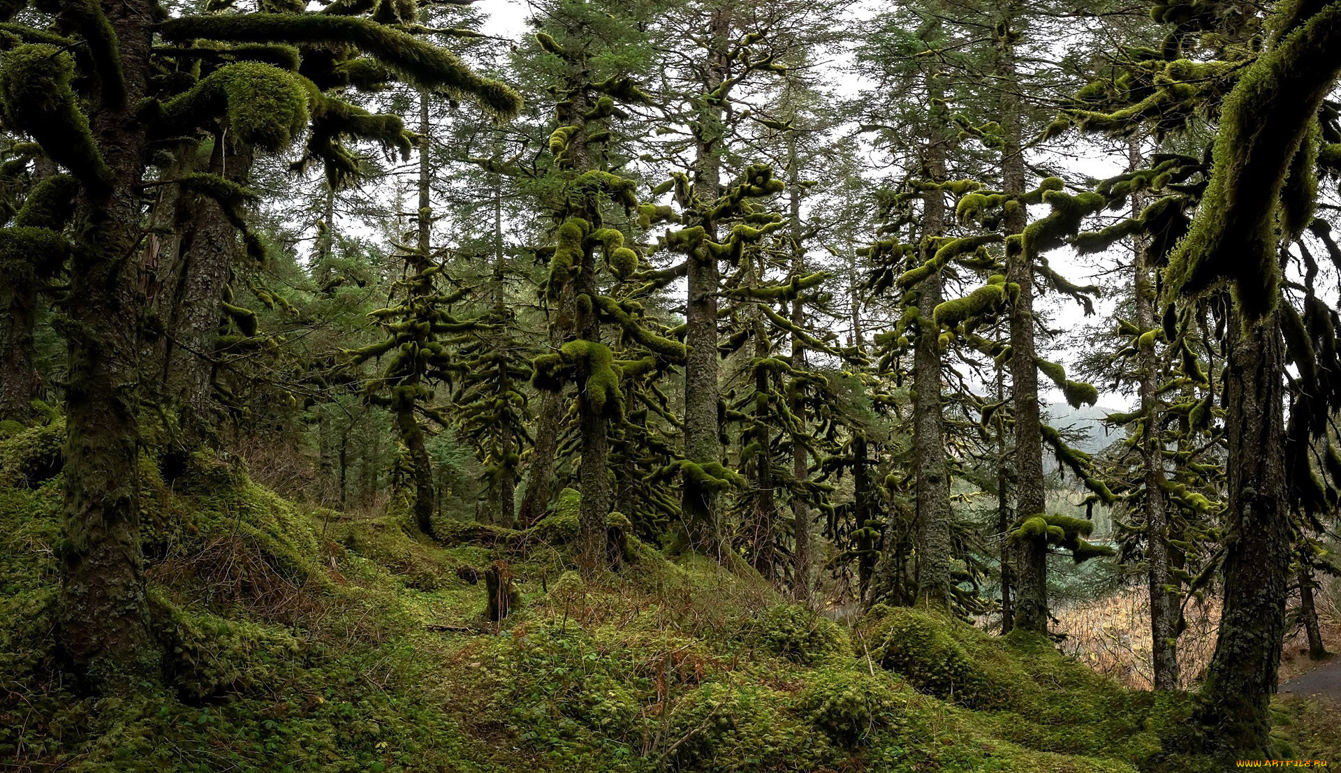 природа, лес, мох, деревья